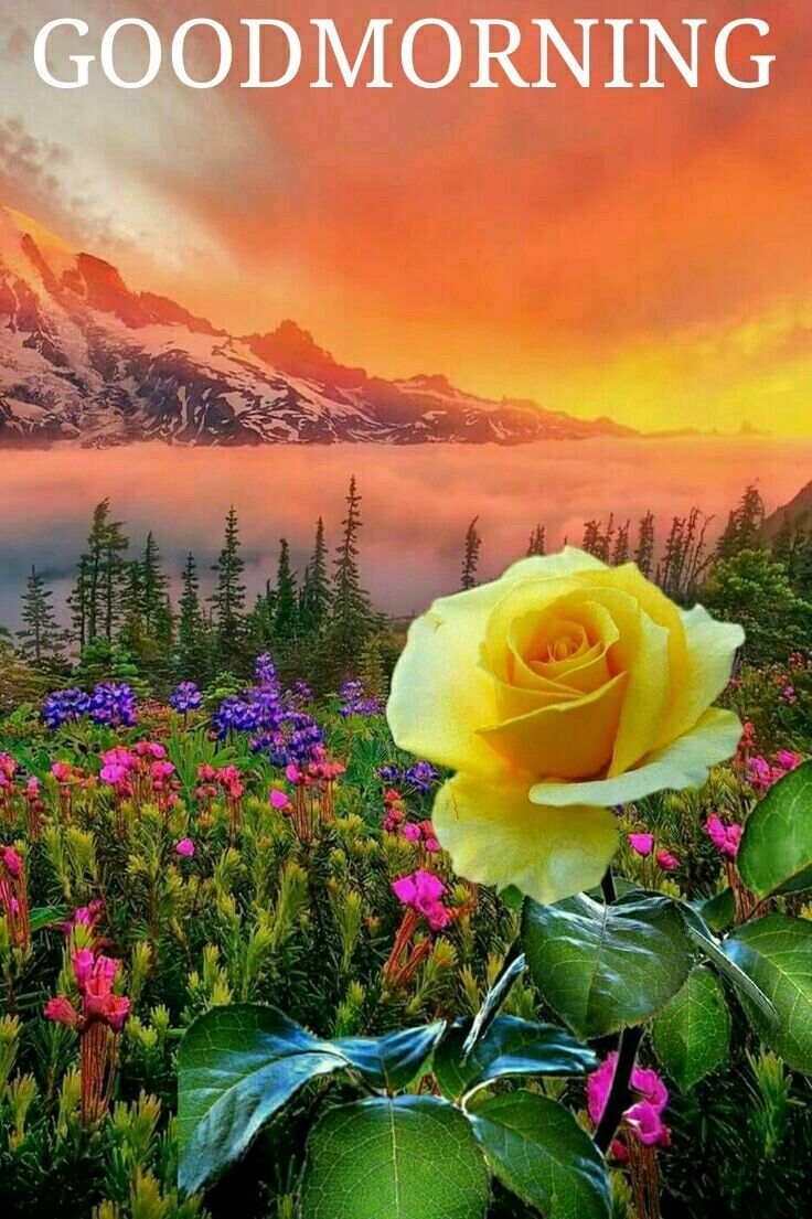 Rosa gialla paesaggio montano tramonto, 736x1105 Verticale, Xiaomi