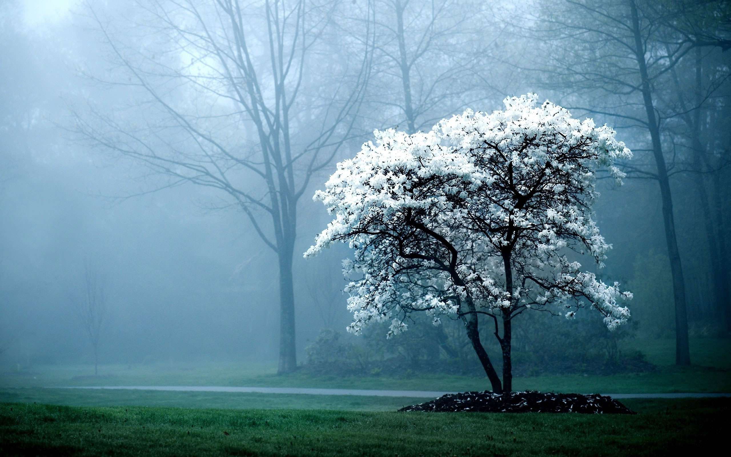 Albero fiorito nella nebbia, 2560x1600 WQXGA, PC