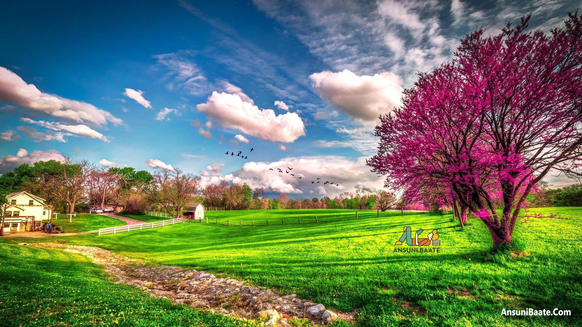 Prato verde con albero fiorito, 1920x1080 1080p, Desktop