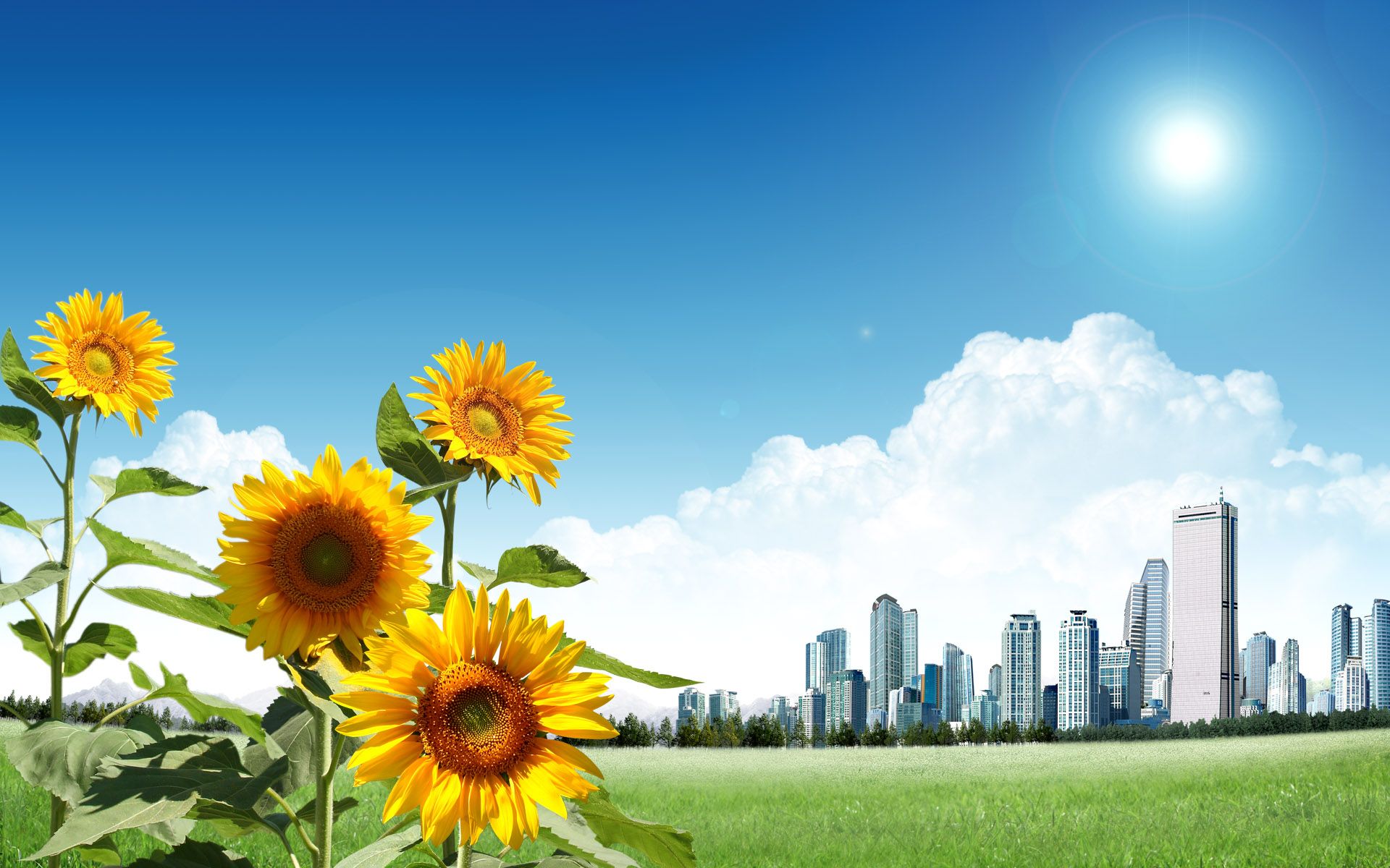 Girasoli con skyline città, 1920x1200 WUXGA, Desktop