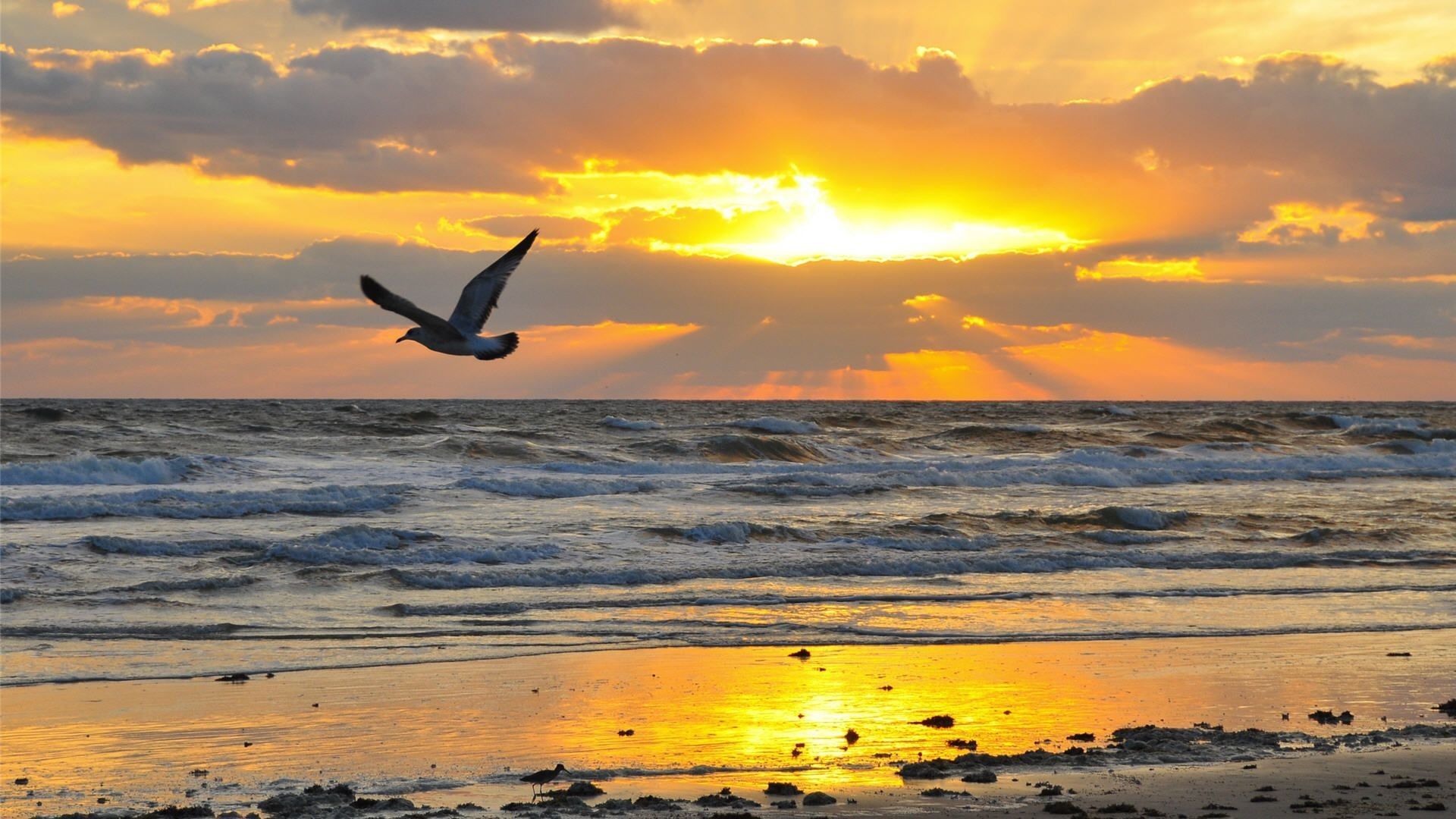 Alba sul mare con gabbiano, 1920x1080 1080p, PC Desktop