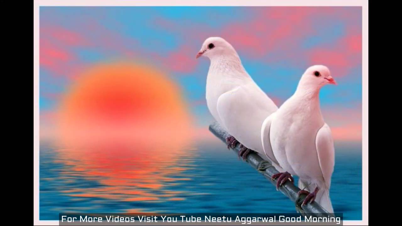 Colombe bianche tramonto, 1280x720 720p, PC