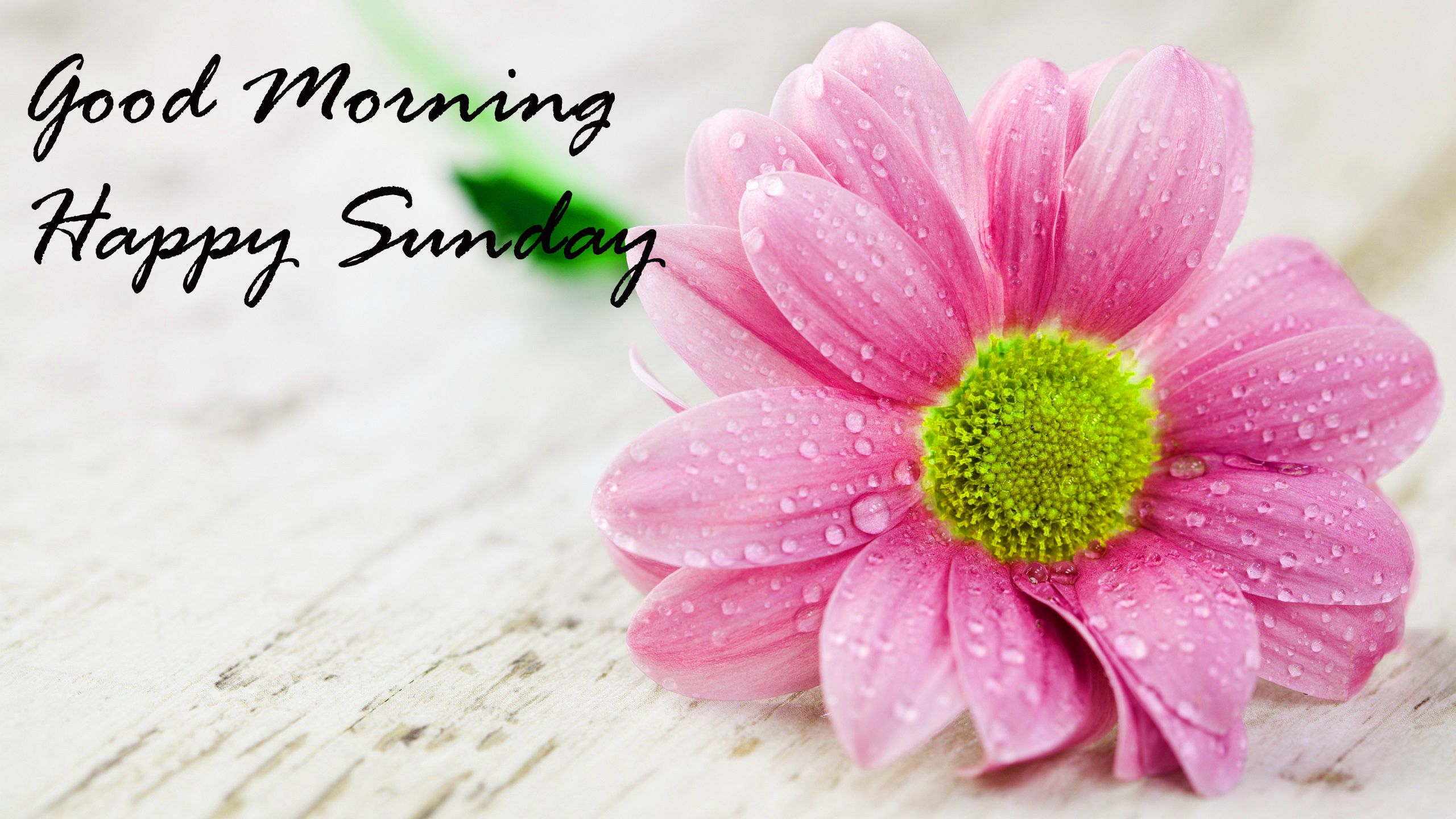 Buona Domenica, 950x950 HD, Desktop