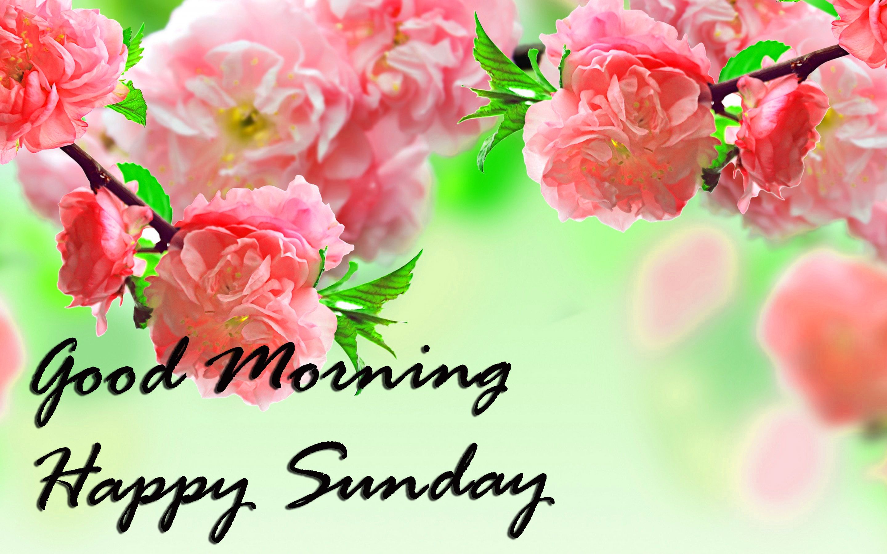 Buona Domenica, 2880x1800 2K, PC