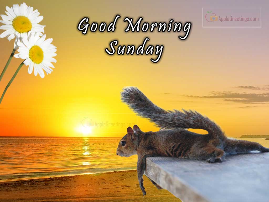 Buona Domenica, 1482x1080 720p, PC