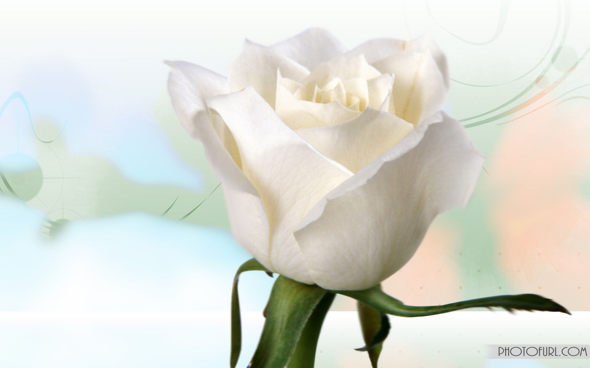 Rosa bianca sfondo chiaro, 1920x1200 Full HD+, PC