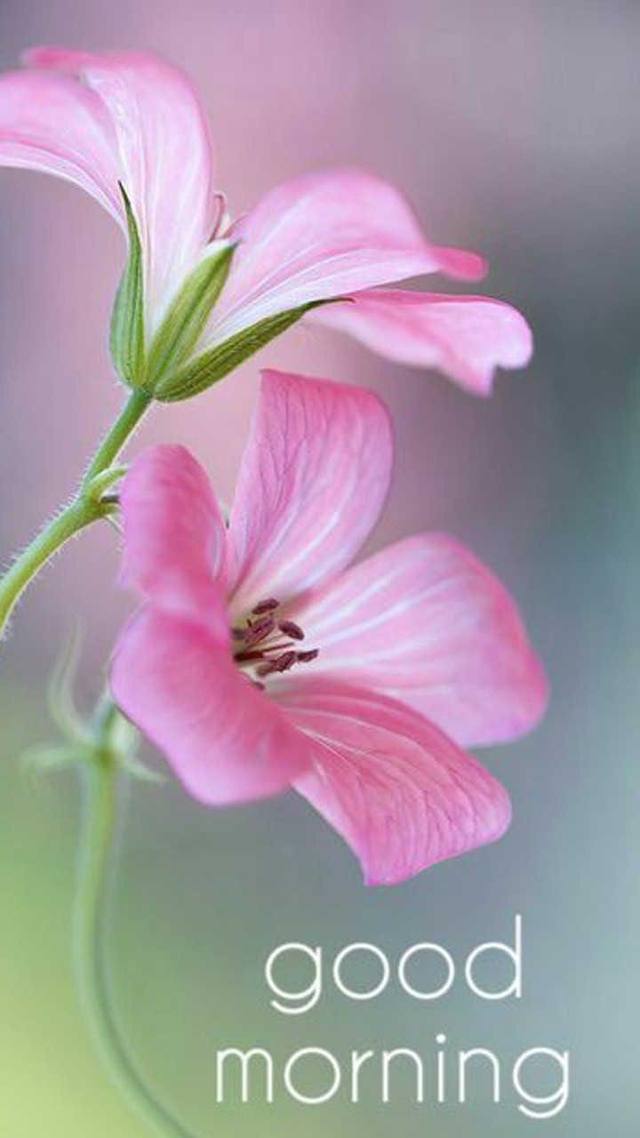 Fiori rosa buongiorno, 720x1280 Full HD Verticale, iPhone