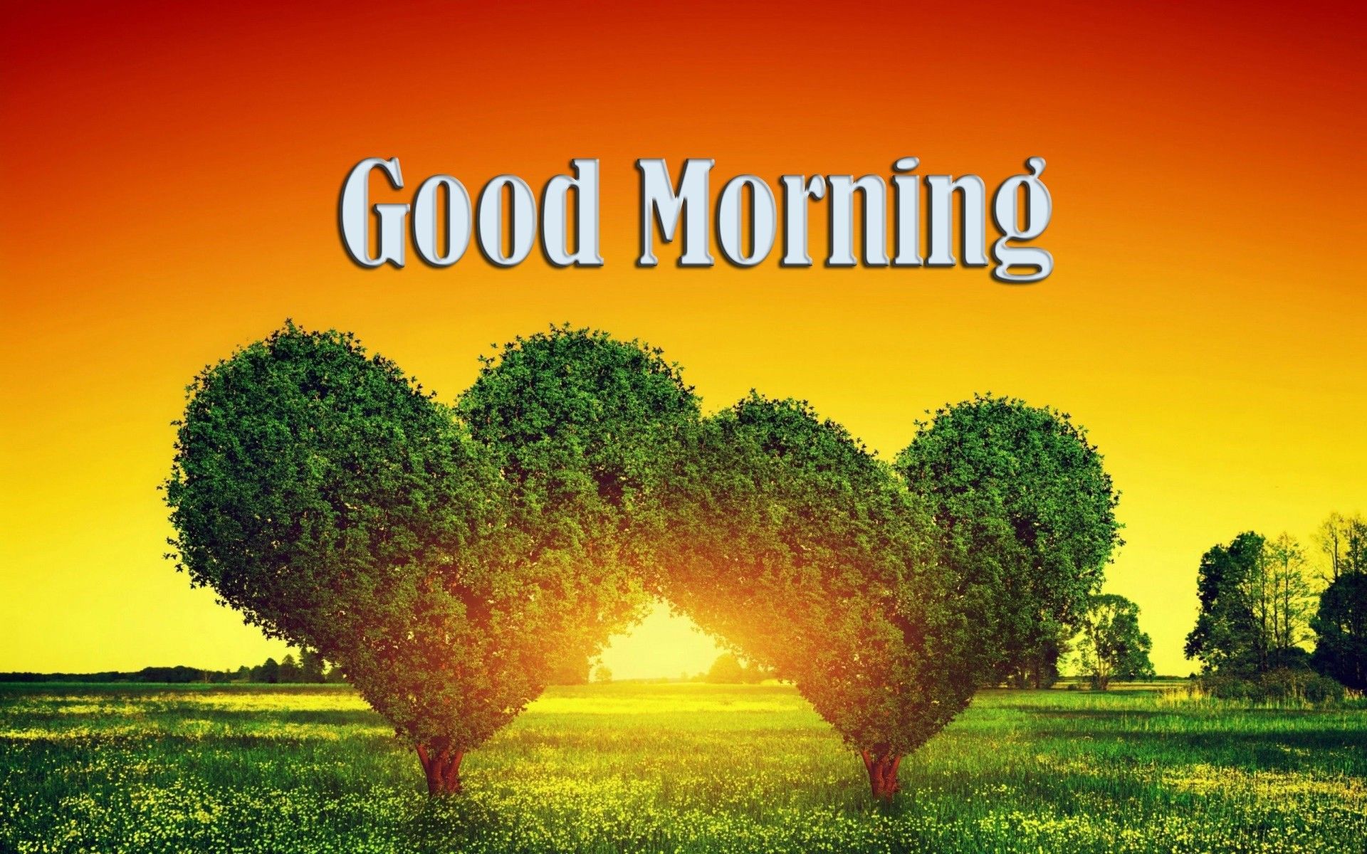 Alberi a forma di cuore, alba, 1920x1200 Full HD+ WUXGA, Laptop