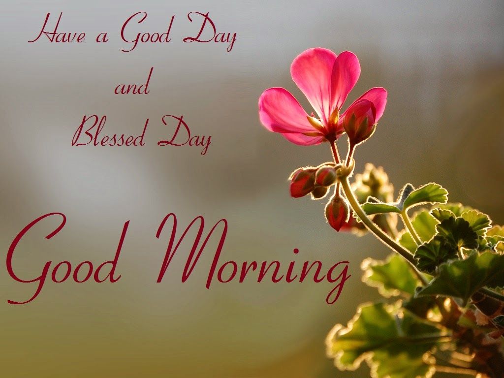 Fiore rosa Good Morning testo, 1024x768 HD, Laptop