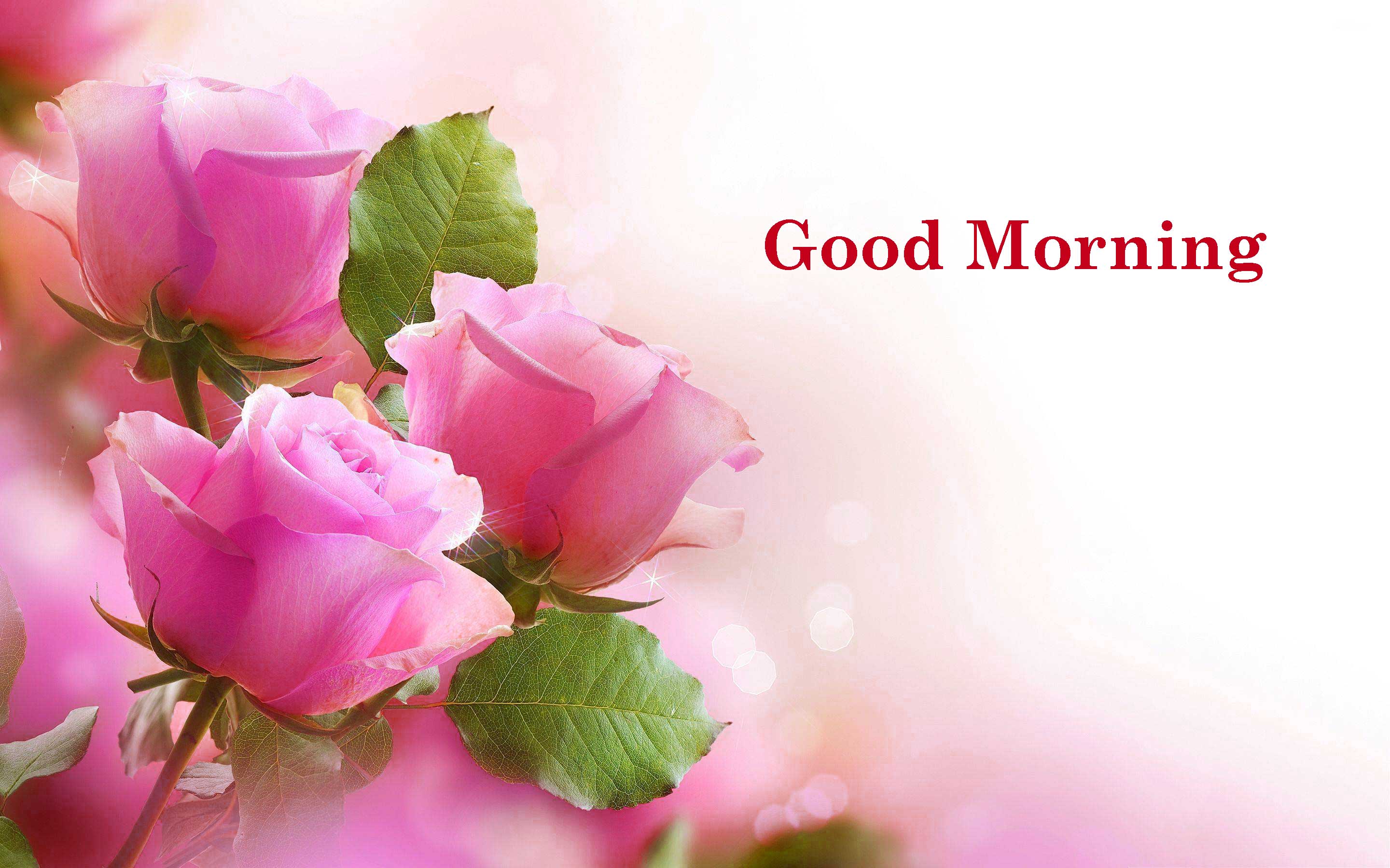 Rose rosa buongiorno, 2880x1800 2K+, PC