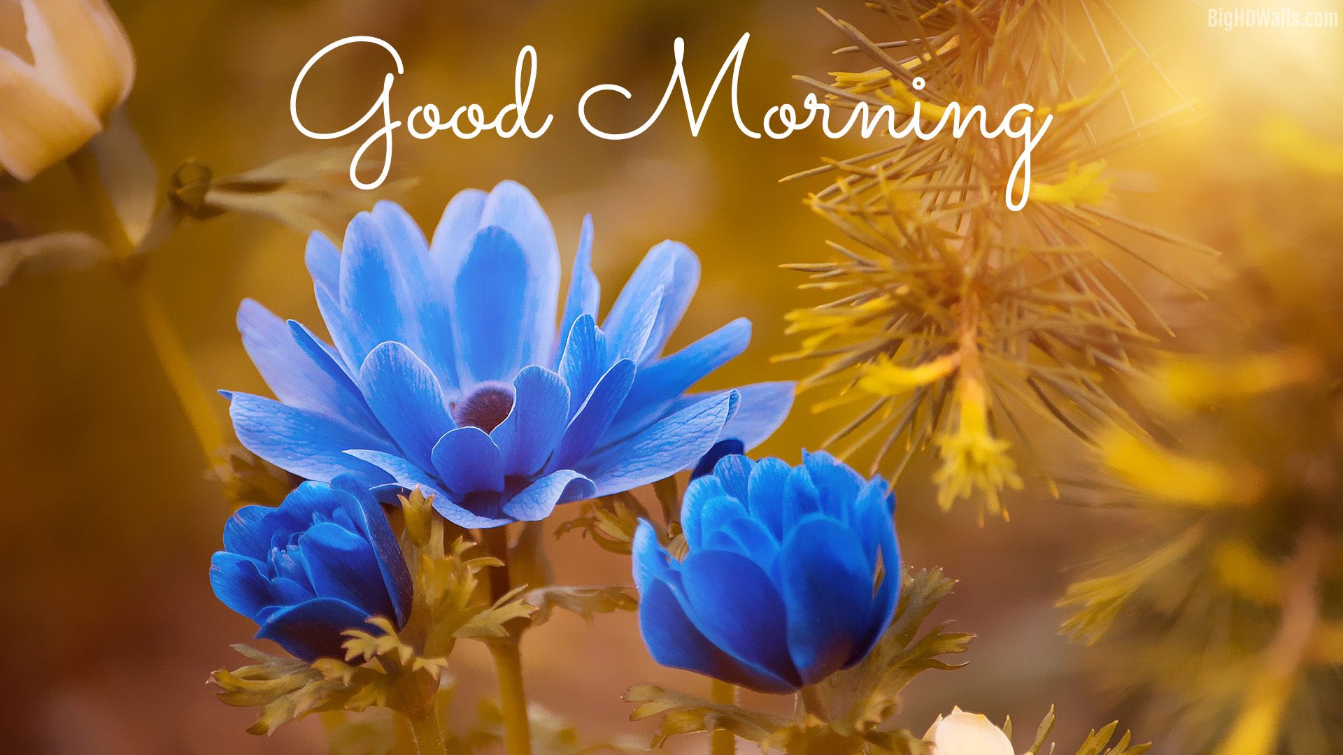 Fiori blu buongiorno, 1920x1080 Full HD, Desktop