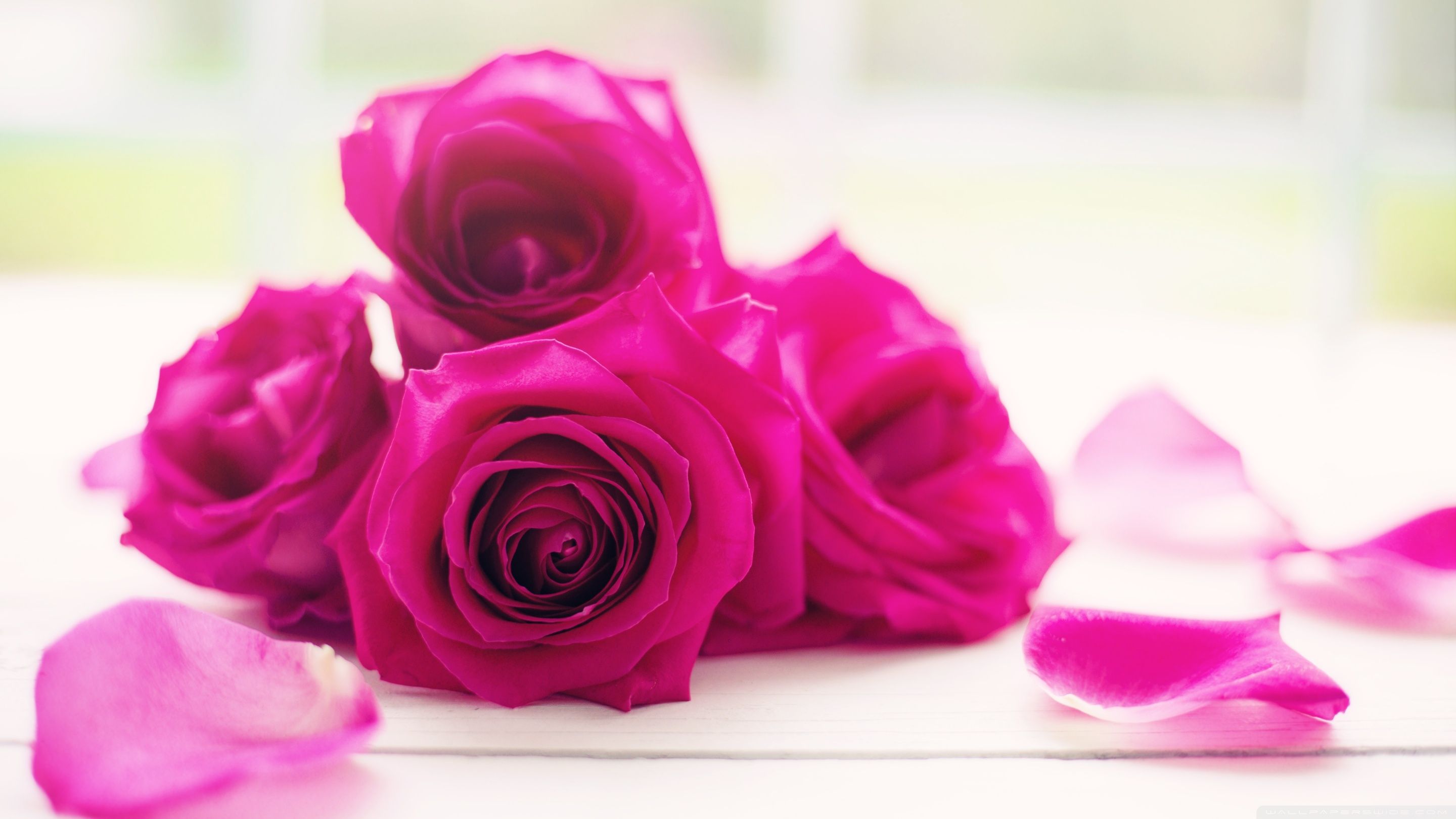 Rose rosa fucsia su tavolo, 2880x1620 2K, Monitor Gaming