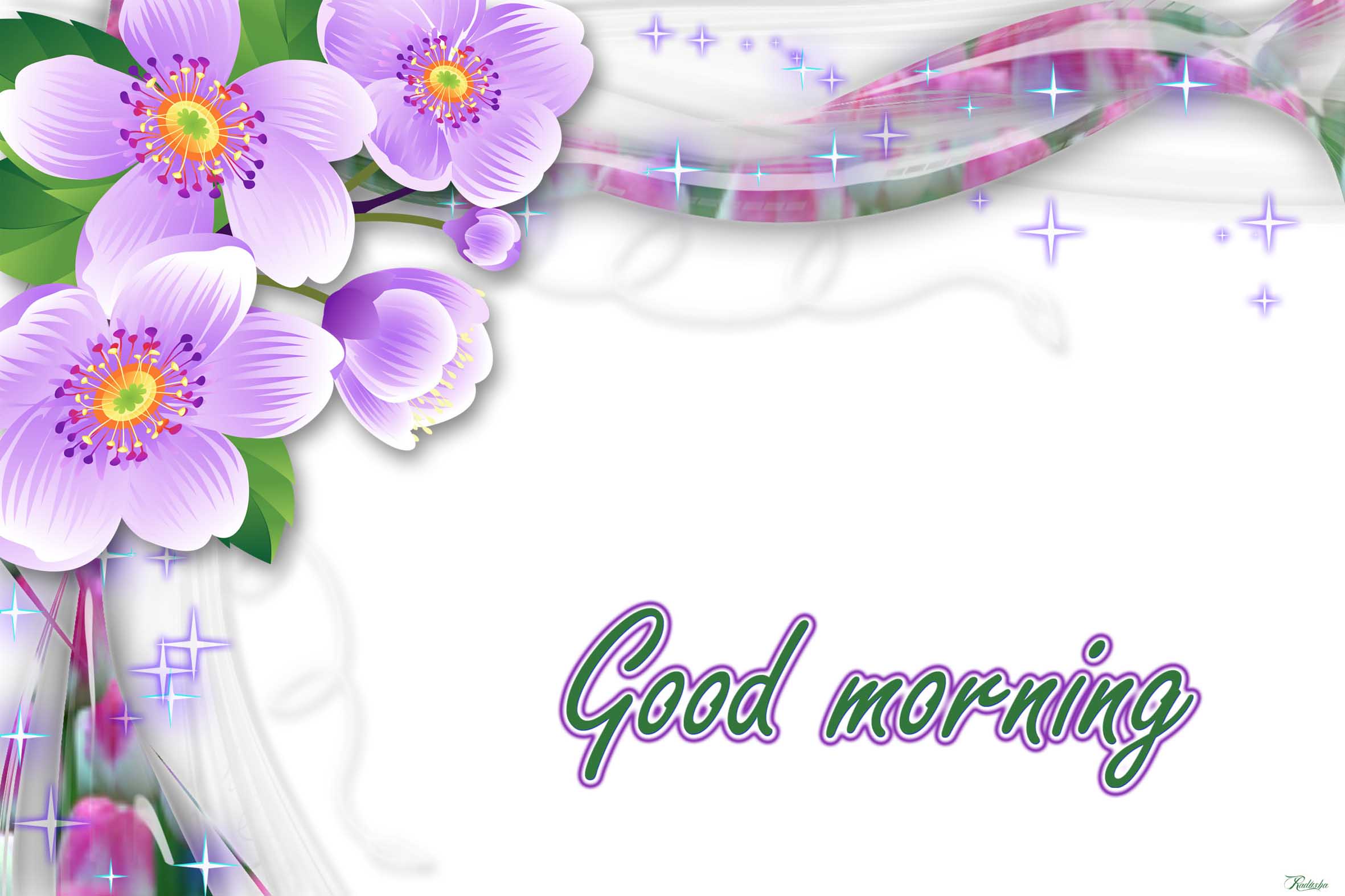 Fiori viola Good Morning, 2362x1575 2K, PC