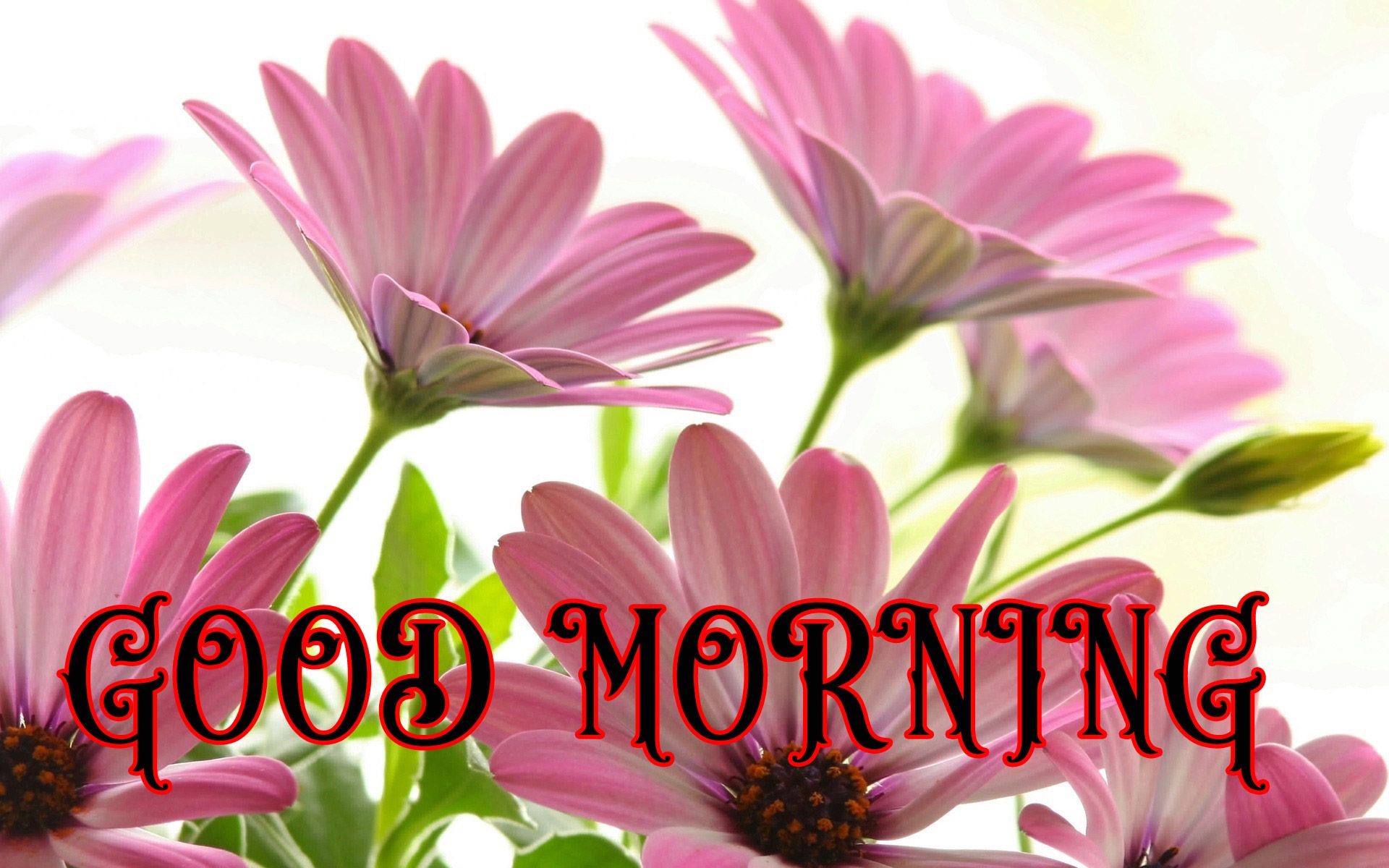 Fiori rosa buongiorno, 1920x1200 WUXGA, Laptop