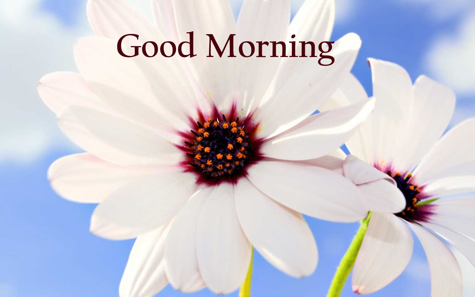 Fiori bianchi Good Morning, 1600x1000 HD, Lenovo Legion