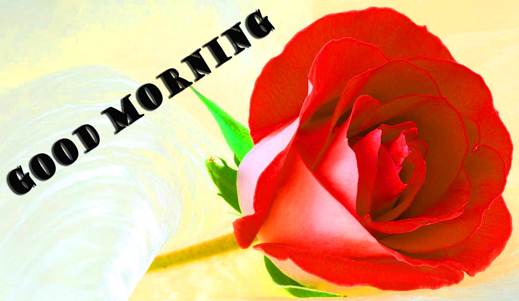 Rose gialle e rosa buongiorno, 1400x788 HD, PC Desktop