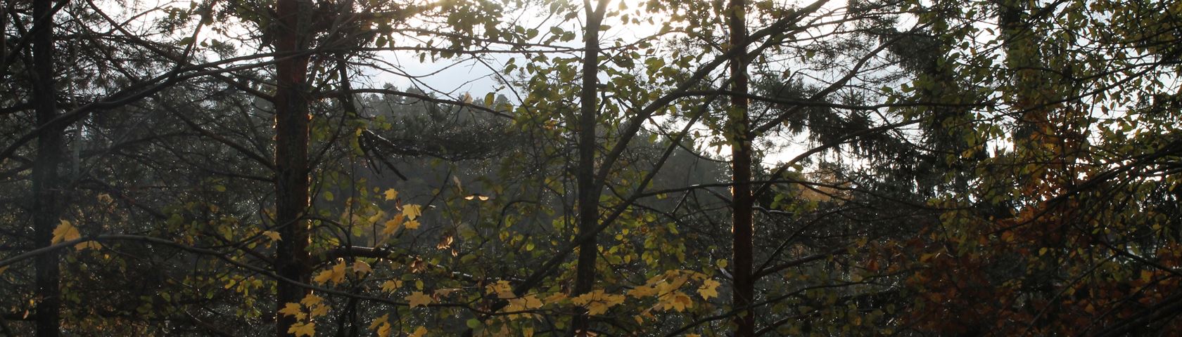 Foresta autunnale nebbiosa mattutina, 1680x480 Ultrawide, Dual Monitor