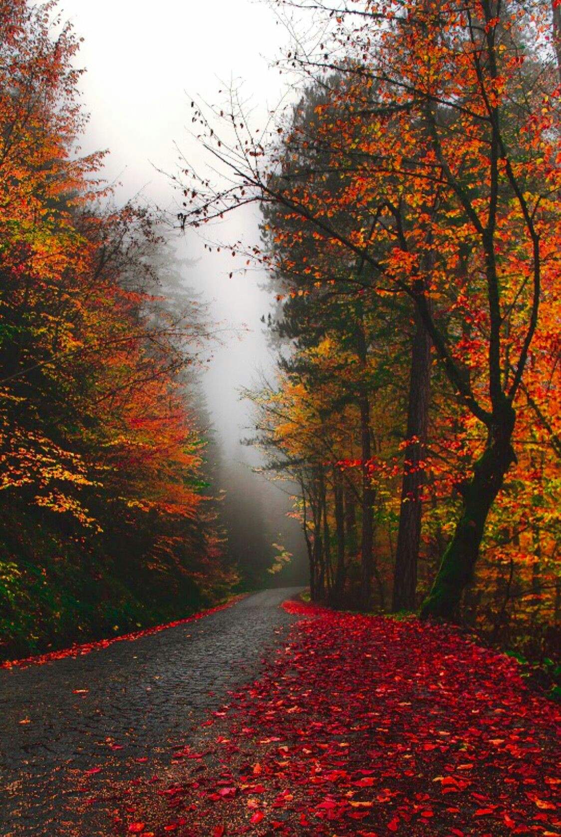 Strada autunnale nebbiosa nel bosco, 1124x1678 Verticale, Android
