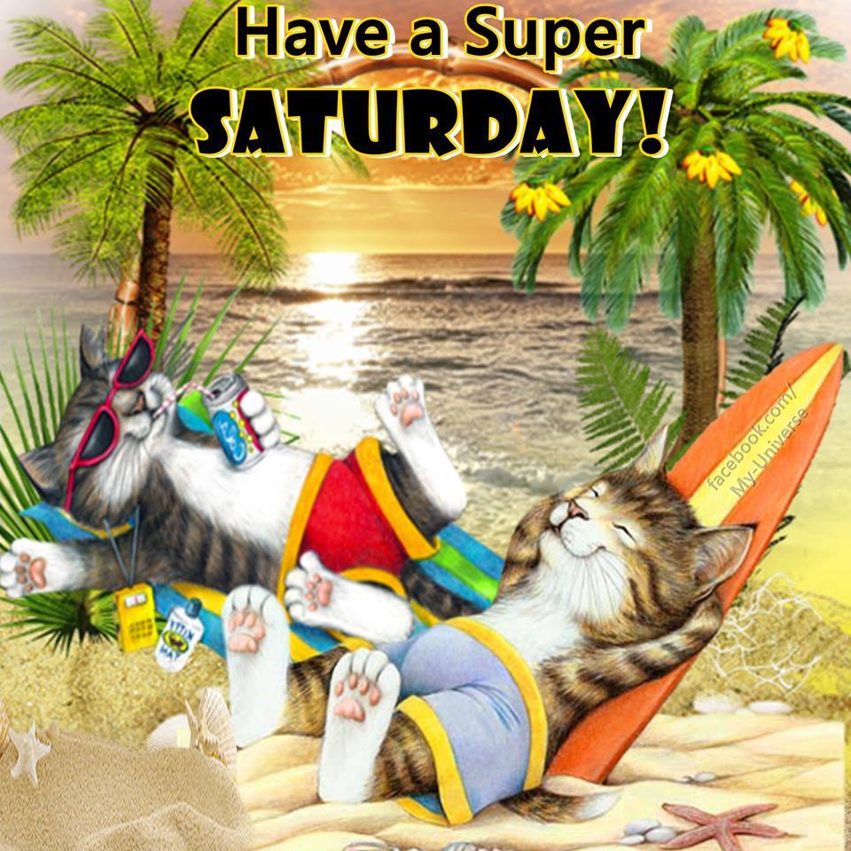Gatti spiaggia surf tropicale, 960x960 HD, Desktop