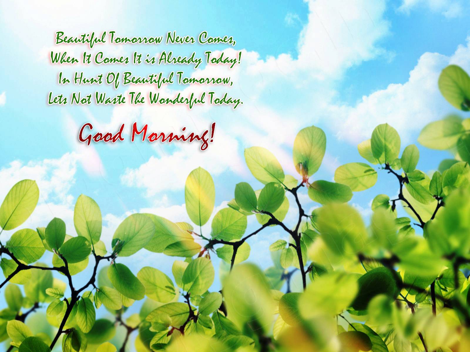 Foglie verdi cielo Good Morning, 1600x1200 HD, Lenovo Legion