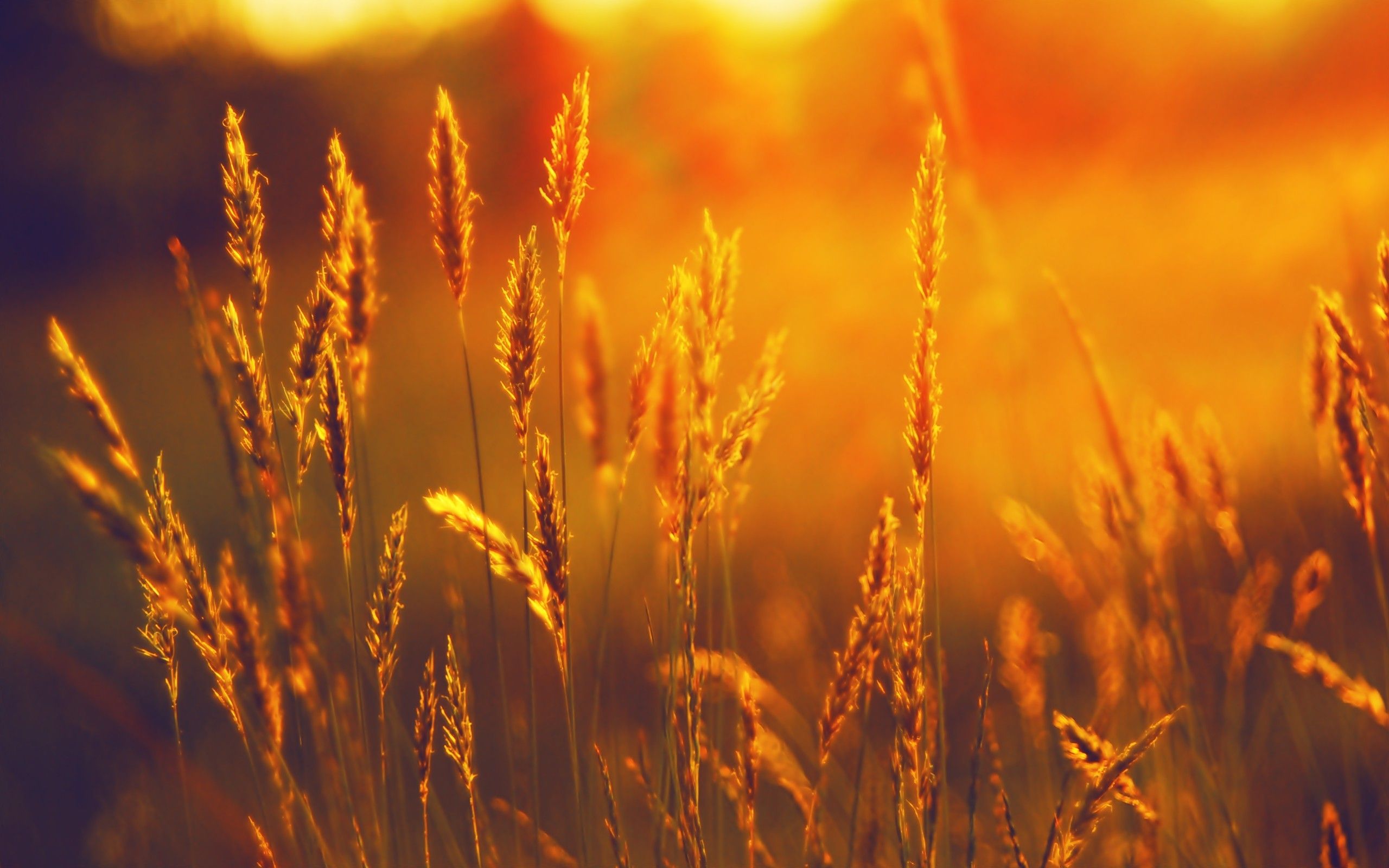 Spighe di grano al tramonto, 2560x1600 2K+, Desktop