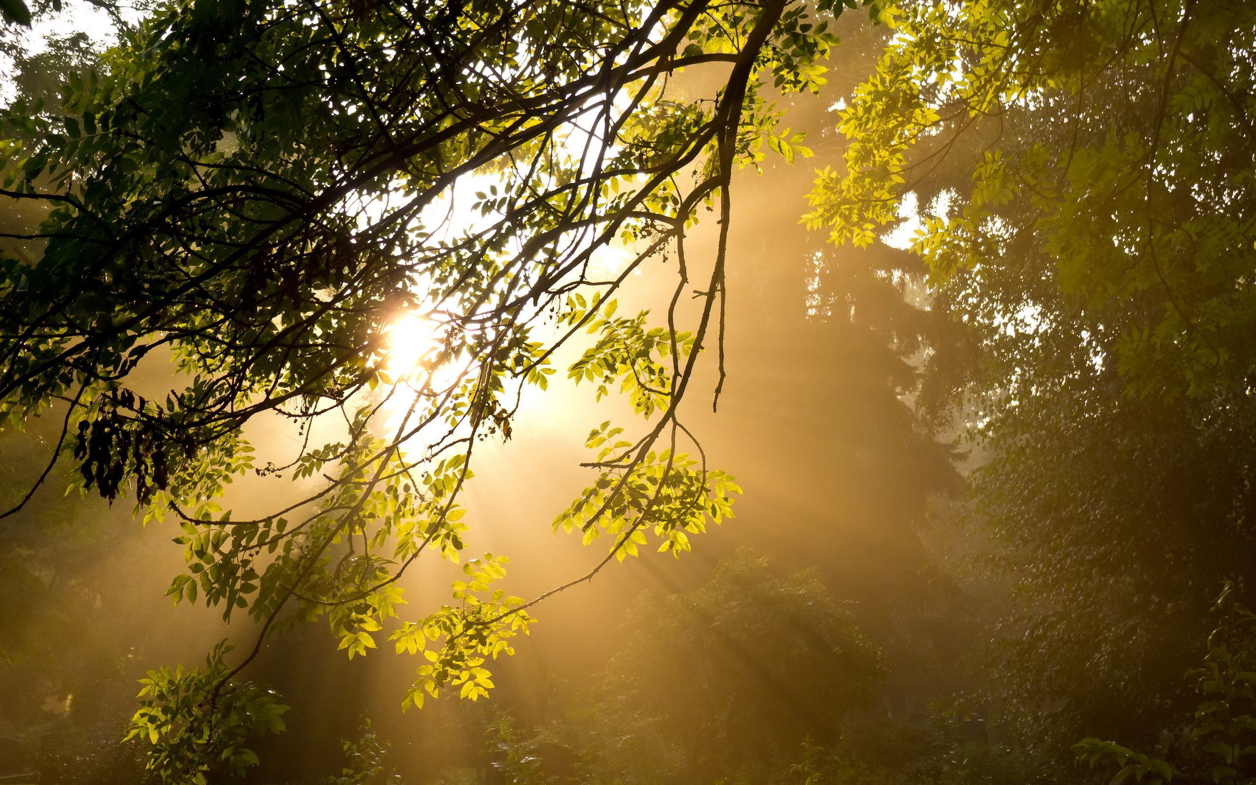 Sole tra rami foresta, 2560x1600 2K, Desktop