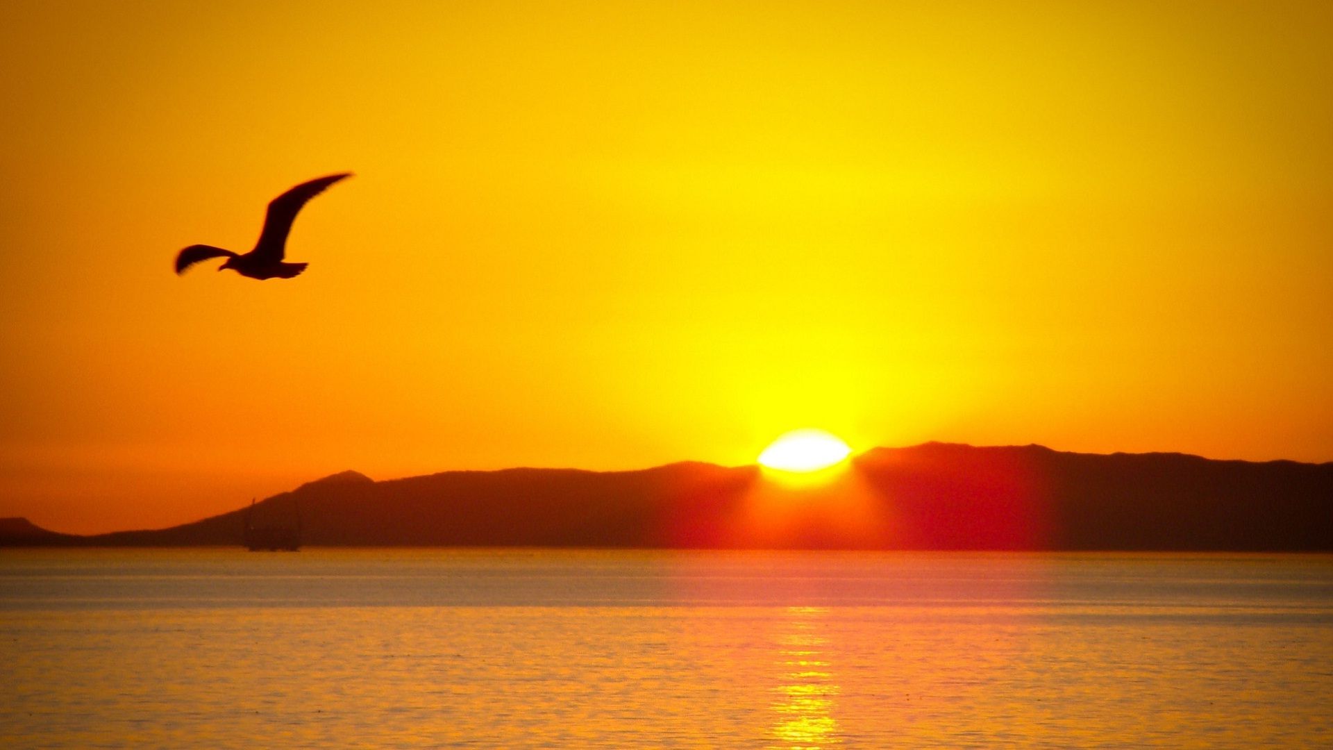 Alba sole gabbiano mare, 1920x1080 1080p, Desktop