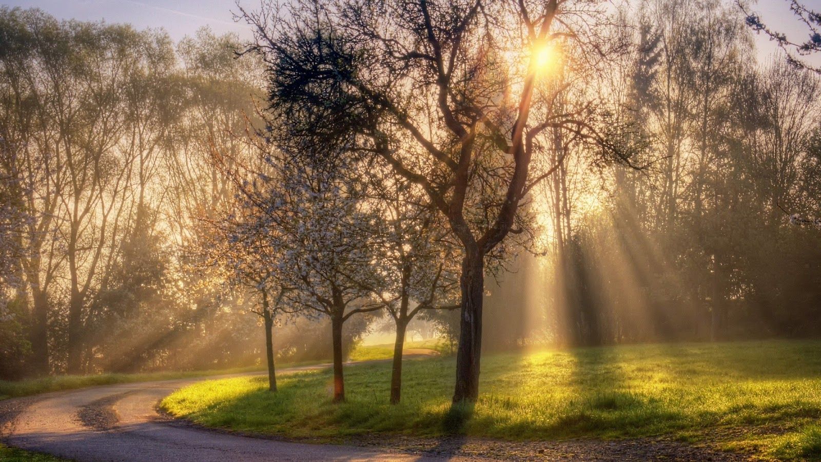 Sole tra alberi al mattino, 1600x900 HD Ready, PC