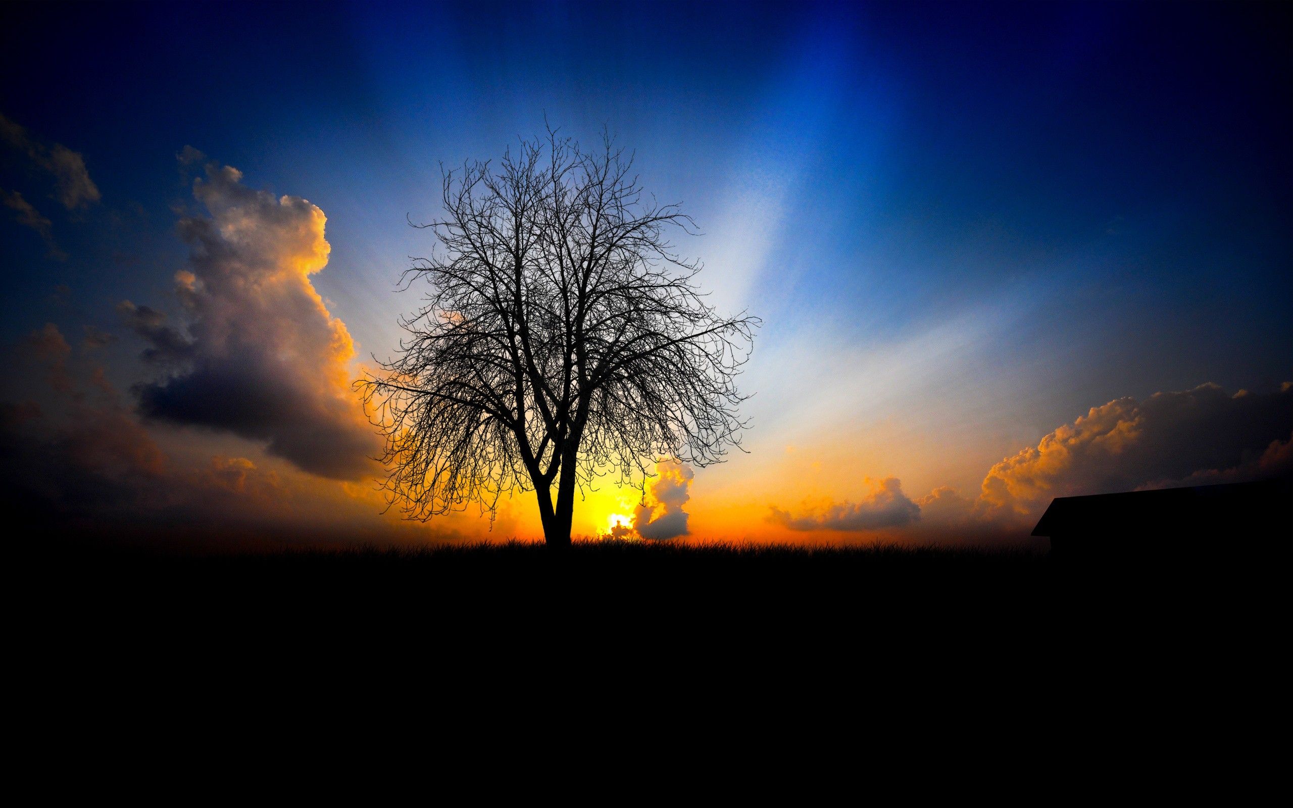 Albero silhouette alba colorata, 2560x1600 WQXGA, MacBook Pro