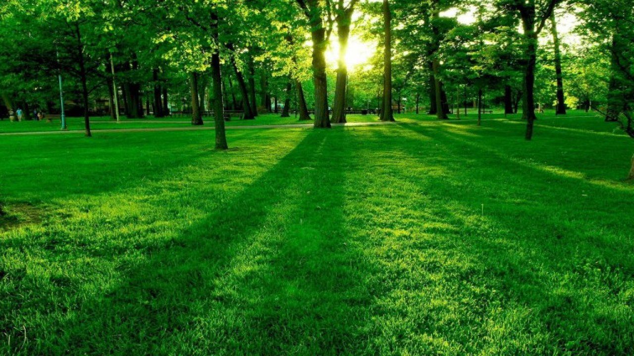 Alba nel parco verde, 1280x720 720p, Laptop
