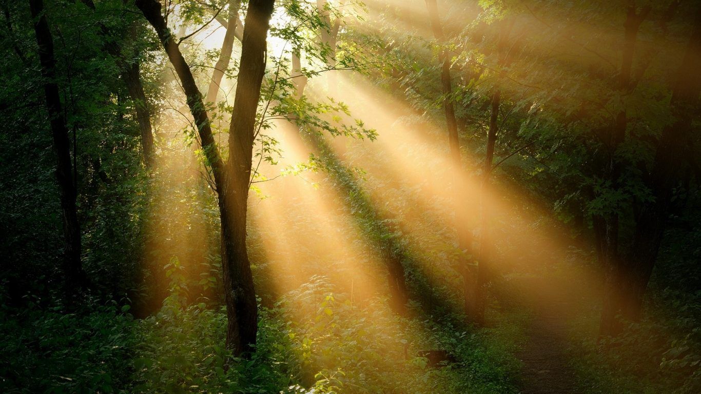 Raggi di sole nella foresta, 1366x768 720p, PC