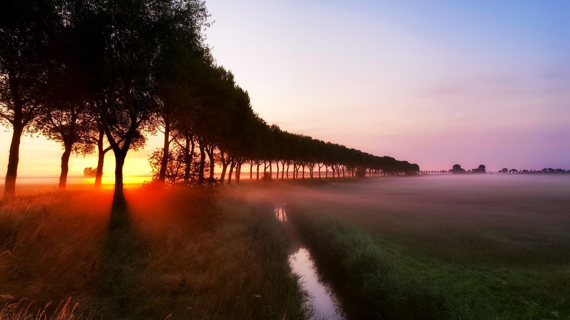 Alba nebbiosa fila alberi, 1920x1080 Full HD, PC Desktop