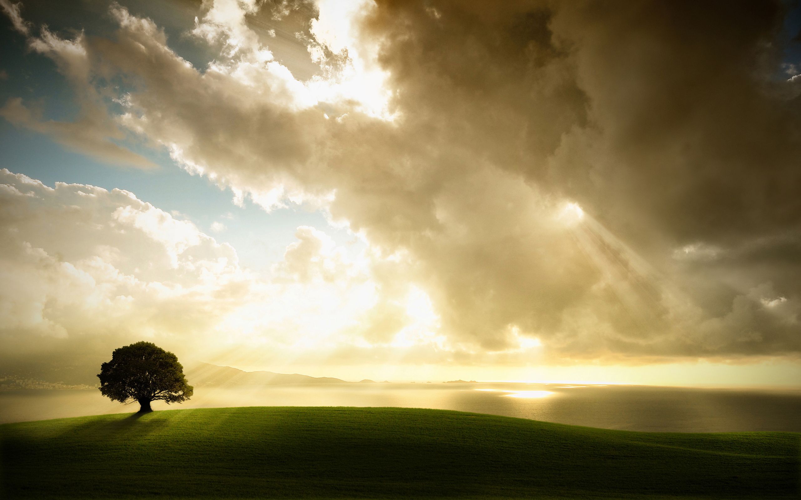Albero solitario con sole, 2560x1600 2K, Desktop