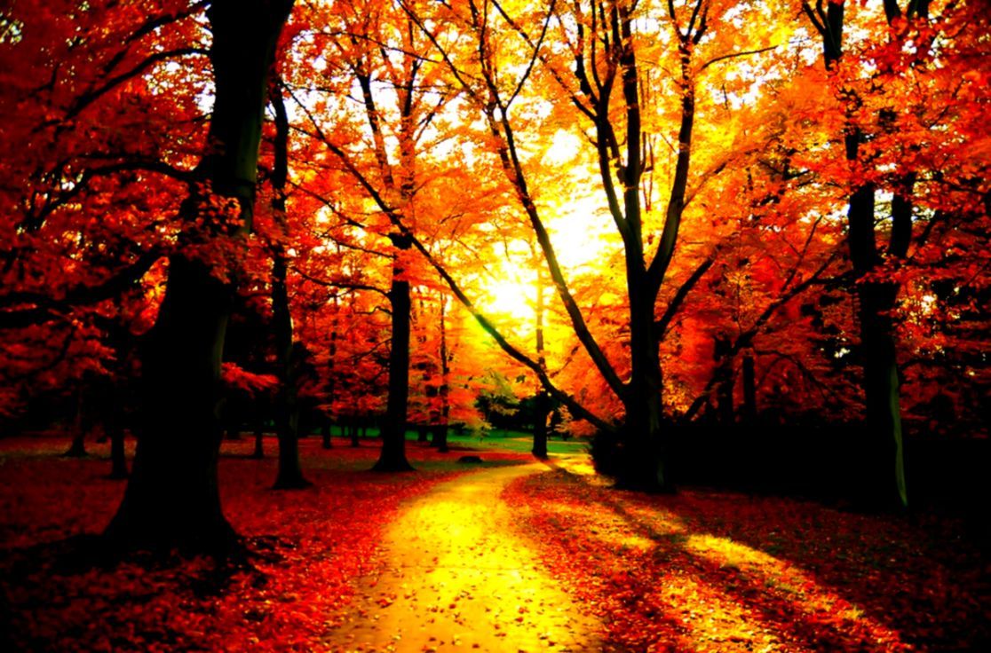 Foresta autunnale con sole, 1116x736 HD, Desktop