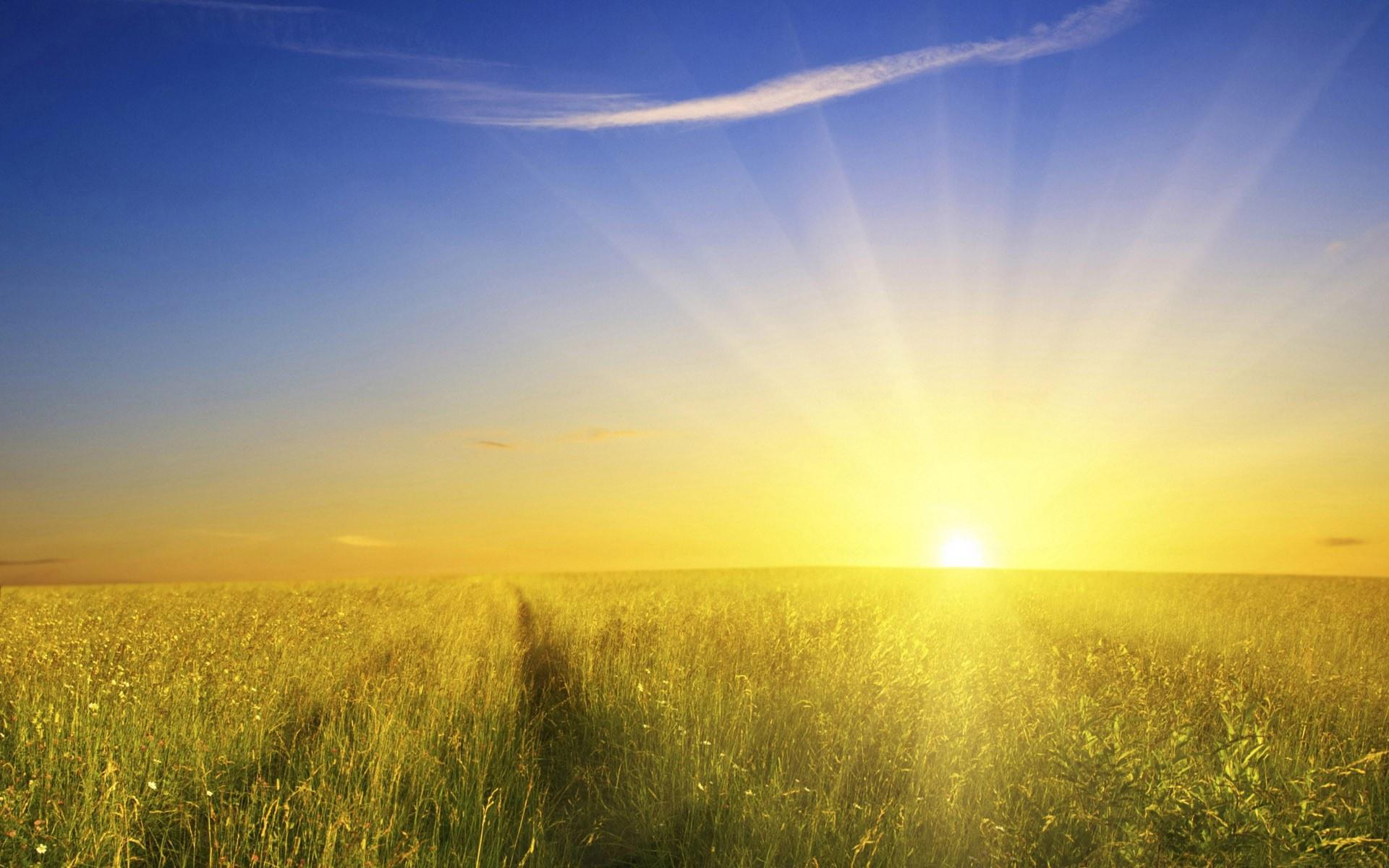 Campo di grano al tramonto, 1920x1200 Full HD+ WUXGA, PC Desktop