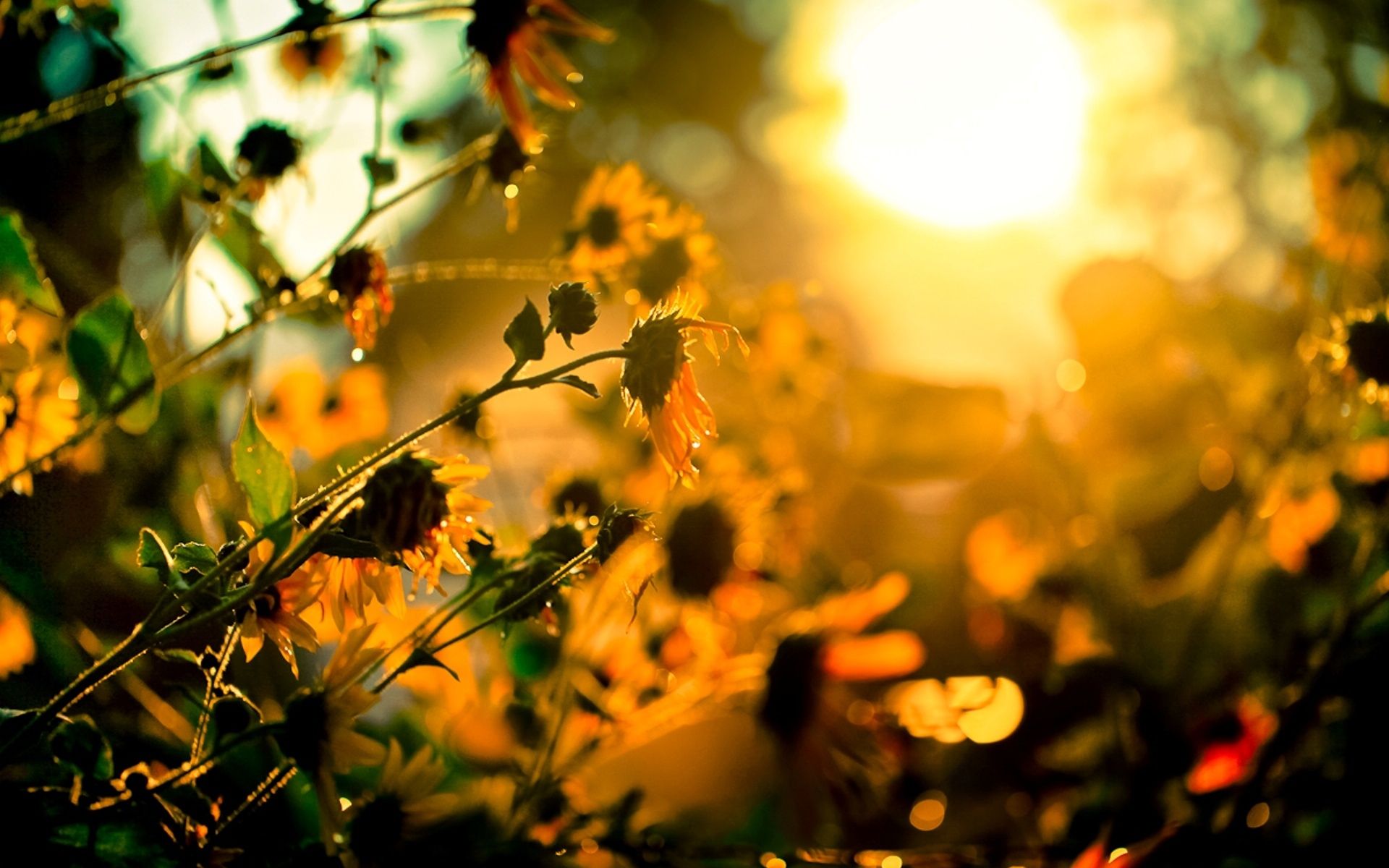 Fiori gialli controluce al tramonto, 1920x1200 Full HD+, PC