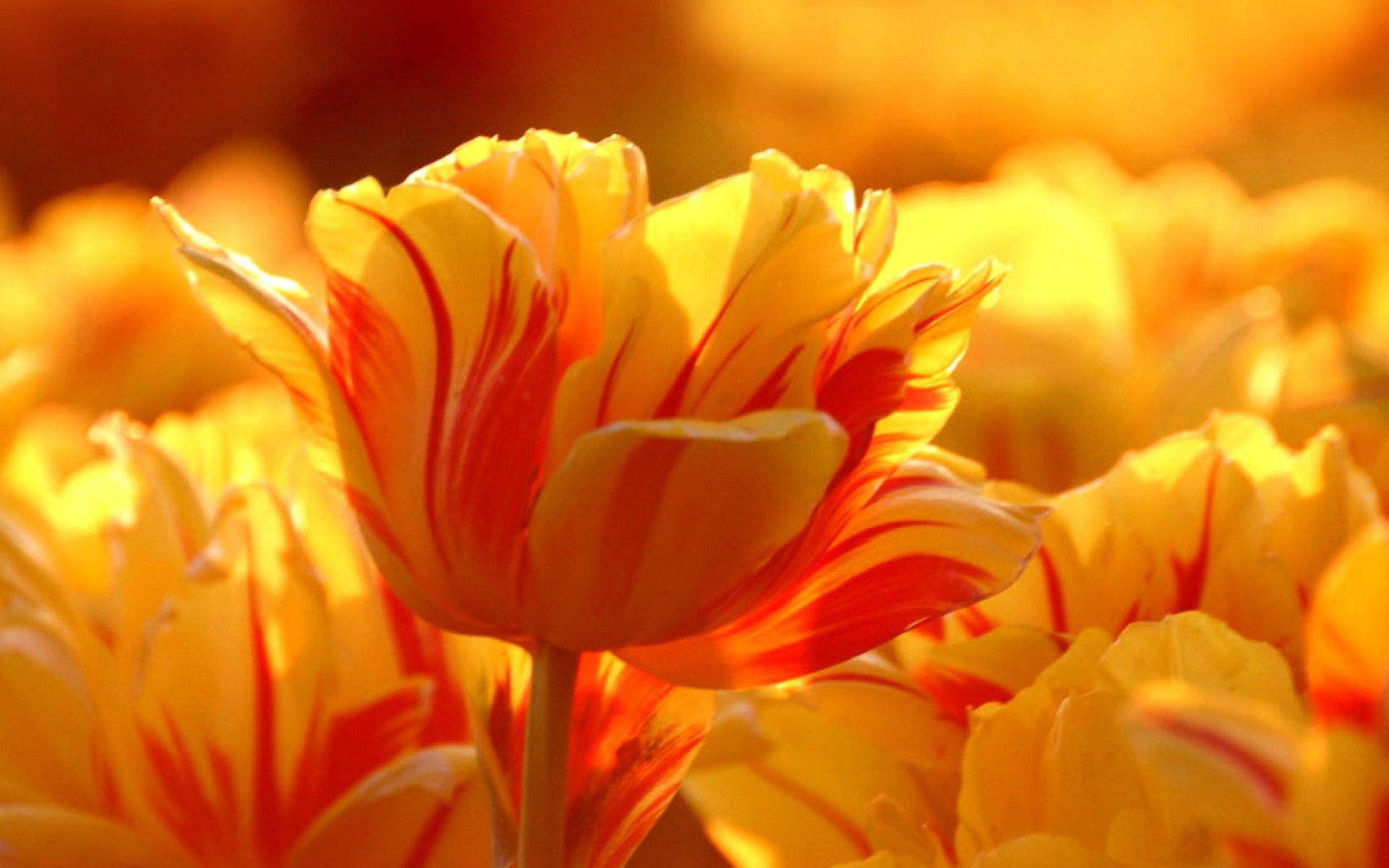 Tulipani gialli e rossi soleggiati, 1920x1200 WUXGA, iMac