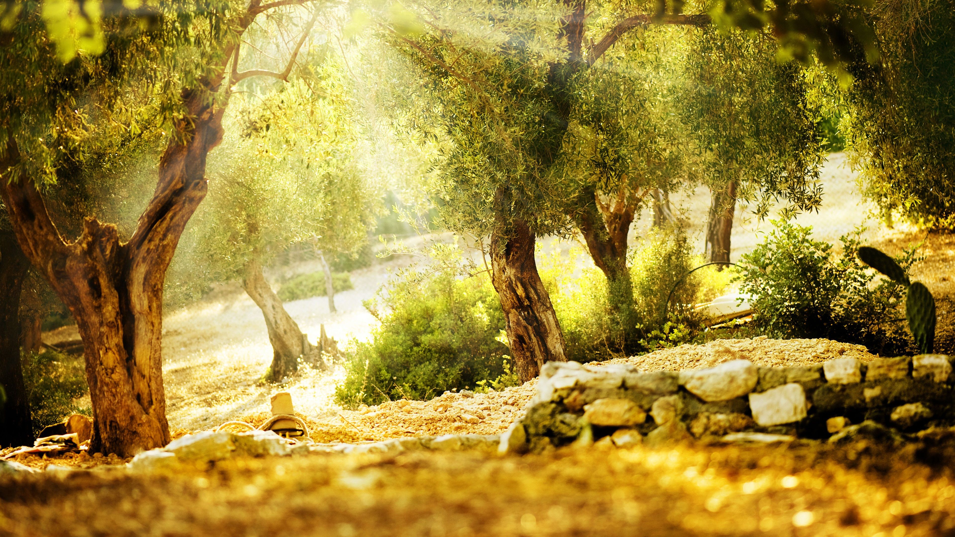 Alberi ulivo con raggi sole, 3840x2160 4K Ultra HD, Monitor 4K