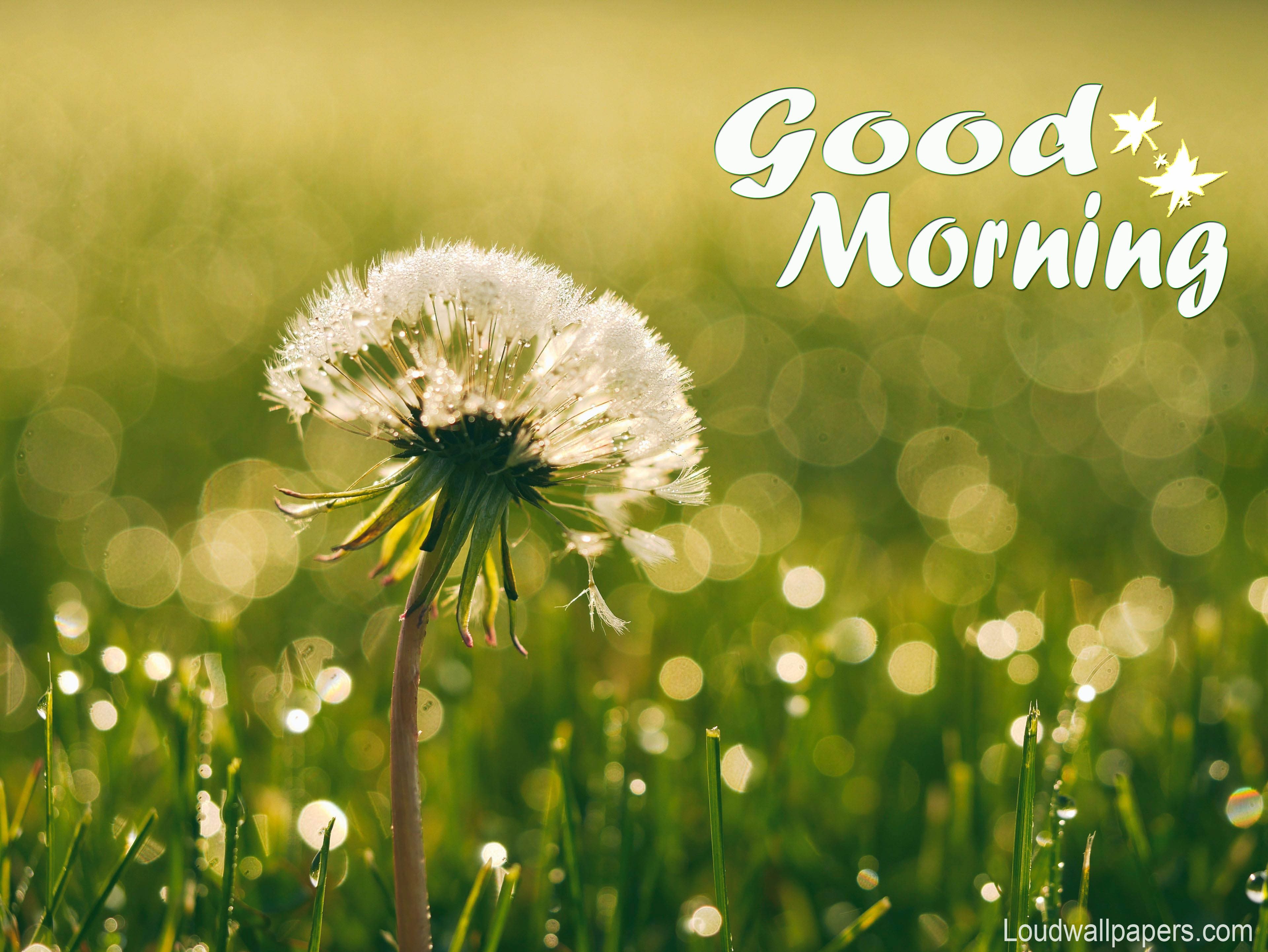 Soffione con testo Good Morning, 3840x2883 Ultra HD, 4K TV