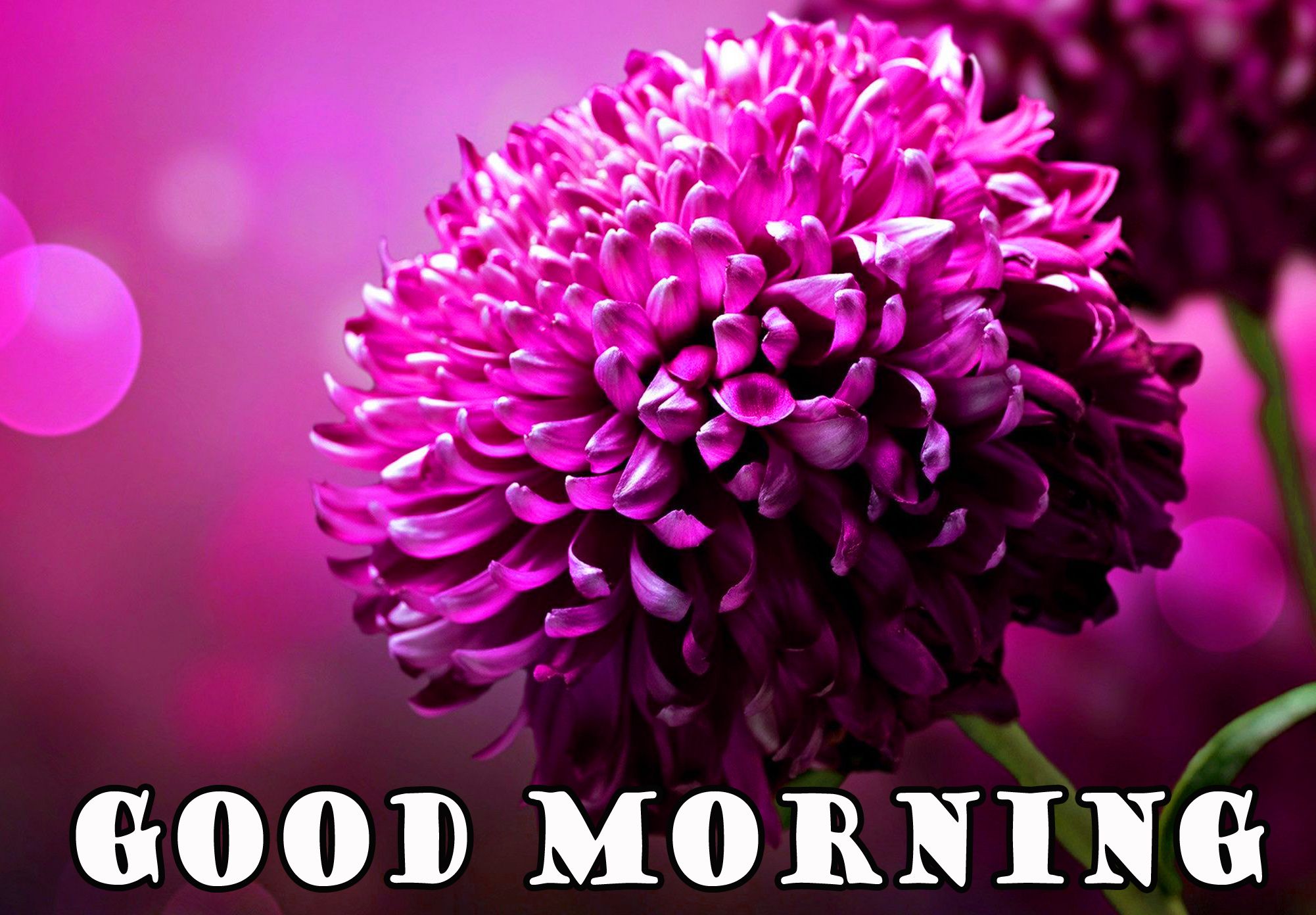 Fiore viola good morning, 2002x1392 Hi-Res, PC