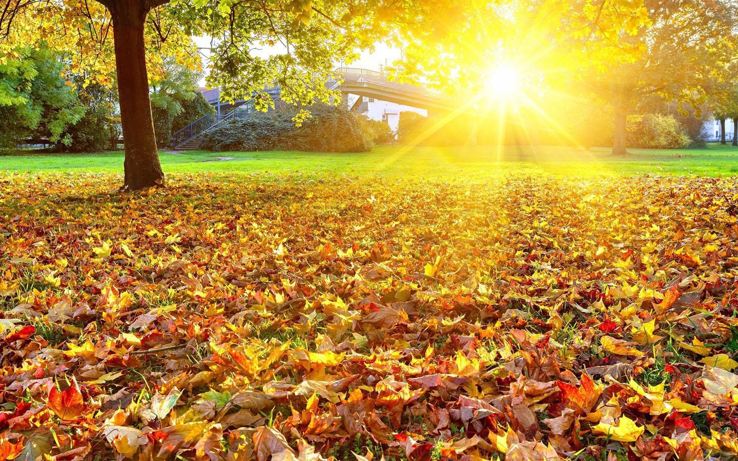 Sole autunnale su foglie, 1440x900 720p, Laptop