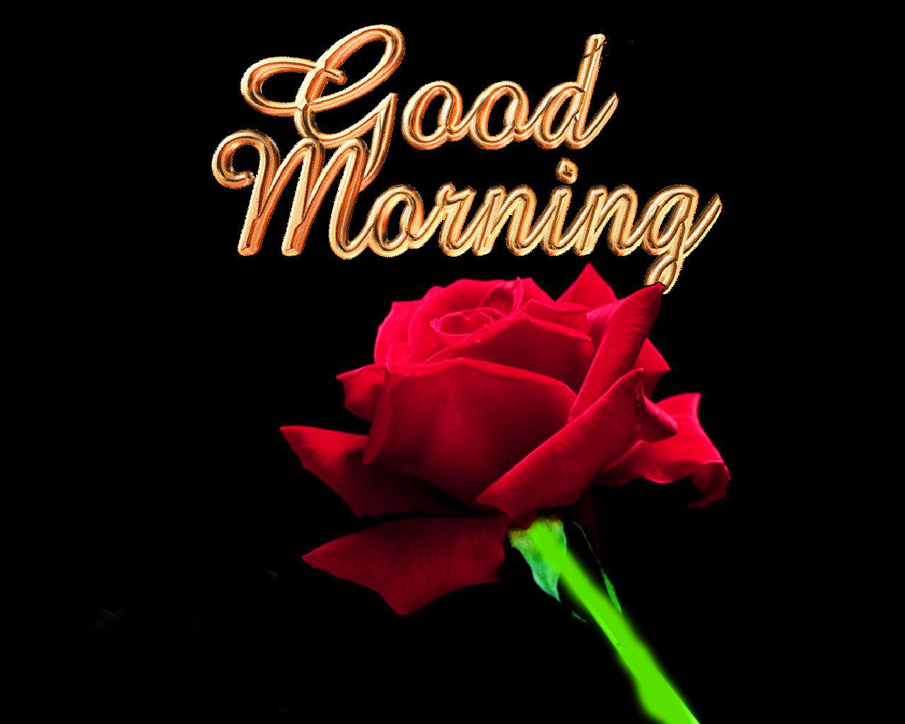 Rosa rossa buongiorno sfondo nero, 1280x1024 720p, Laptop