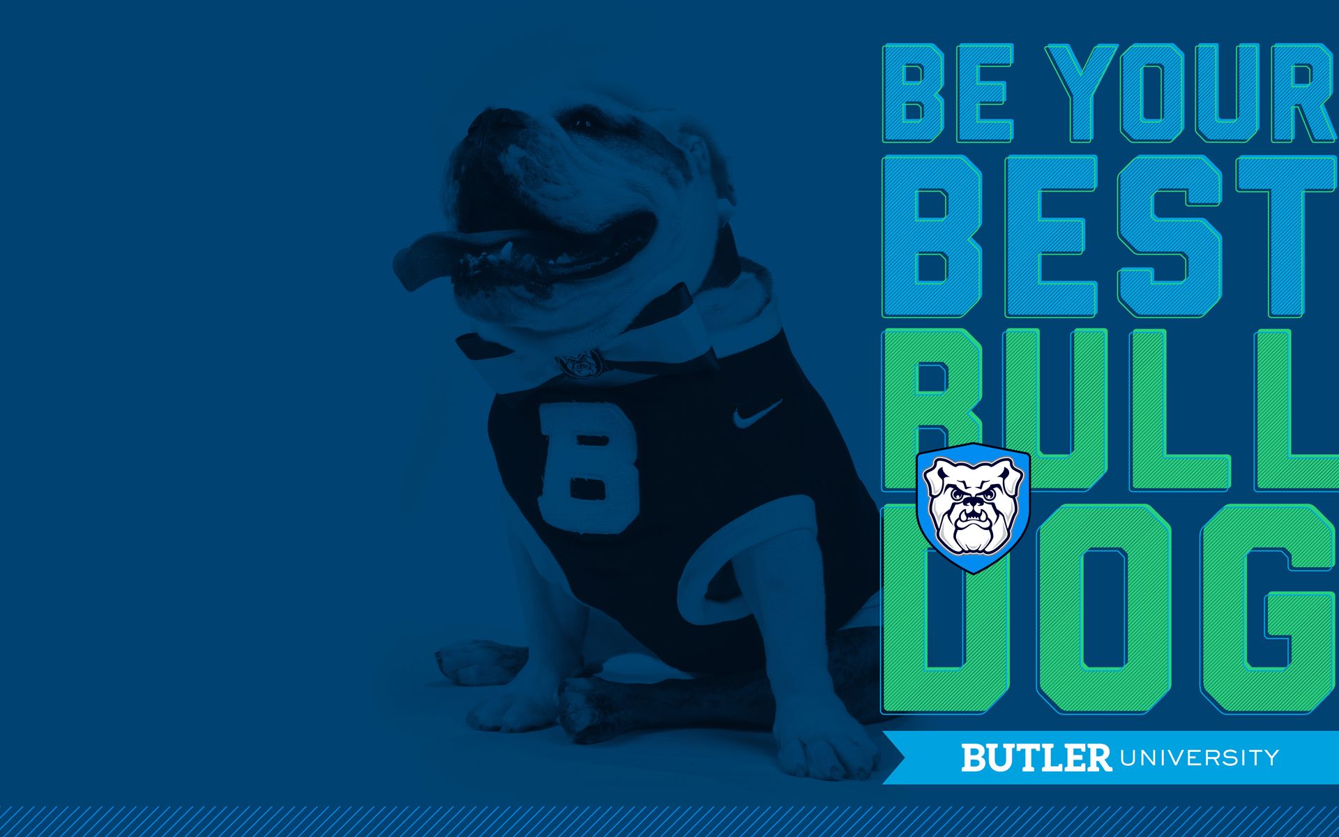 Bulldog mascotte Butler University, 1920x1200 WUXGA, PC Desktop