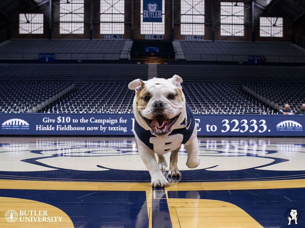 Bulldog mascotte Butler in palestra, 1024x768 HD, Desktop