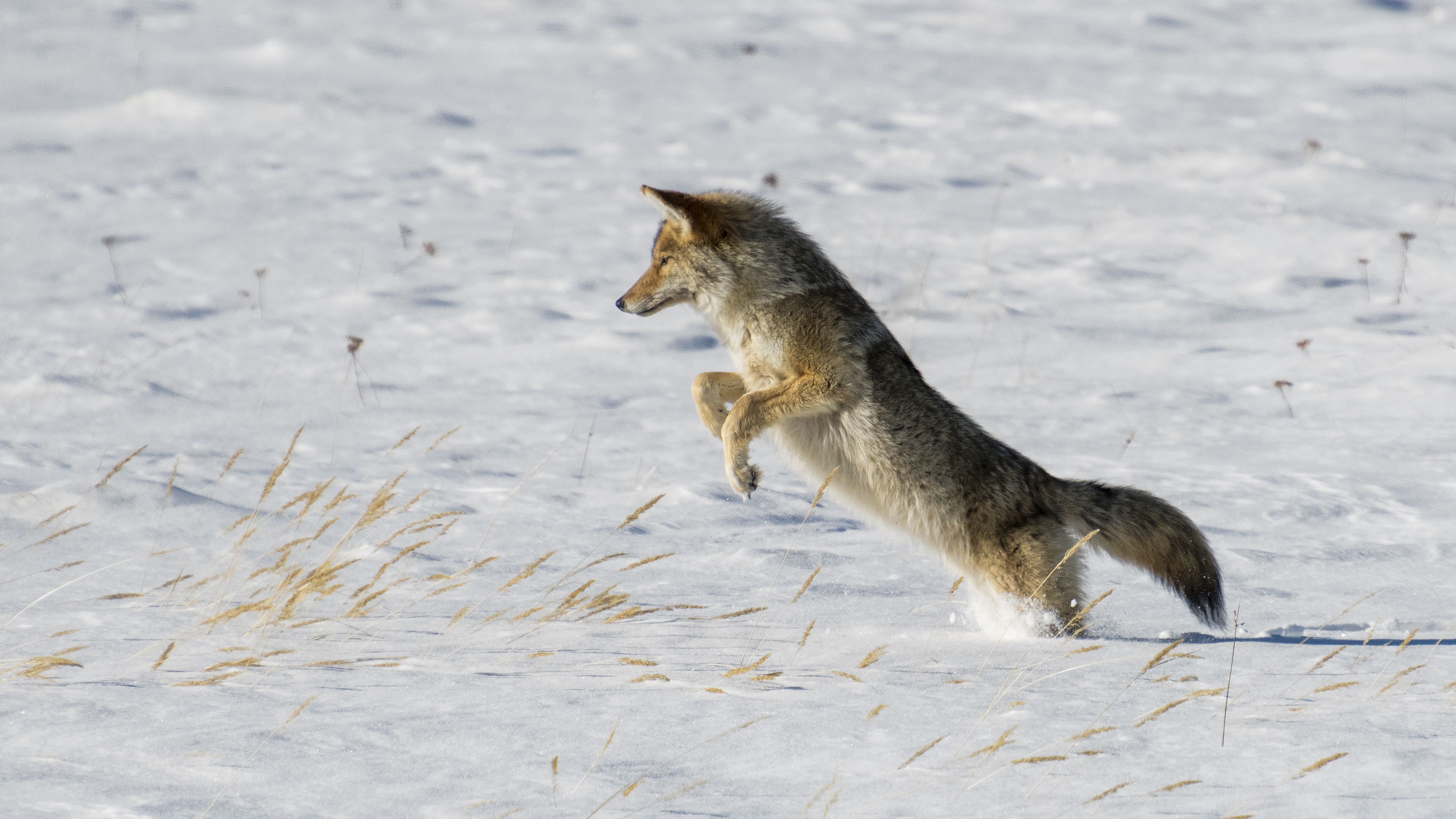 Coyote che salta nella neve, 3840x2160 UHD, Monitor 4K