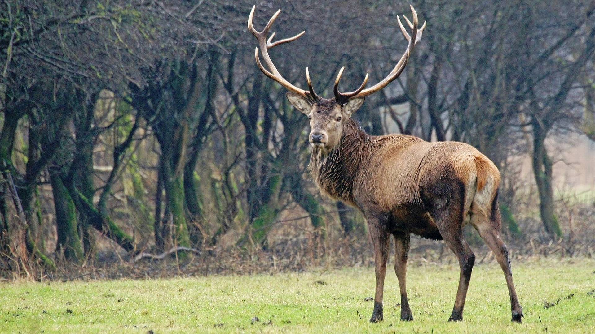 Cervo maschio nel bosco, 1920x1080 Full HD, PC