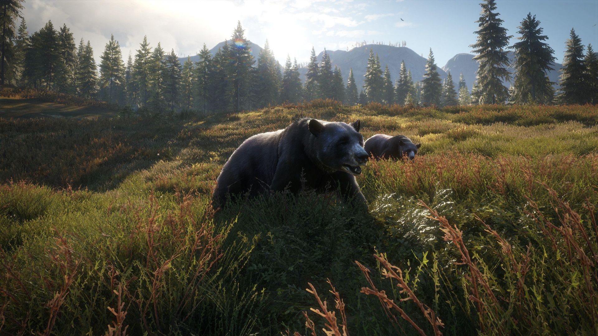 Orso in foresta, TheHunter, 1920x1080 Full HD 1080p, PC Desktop