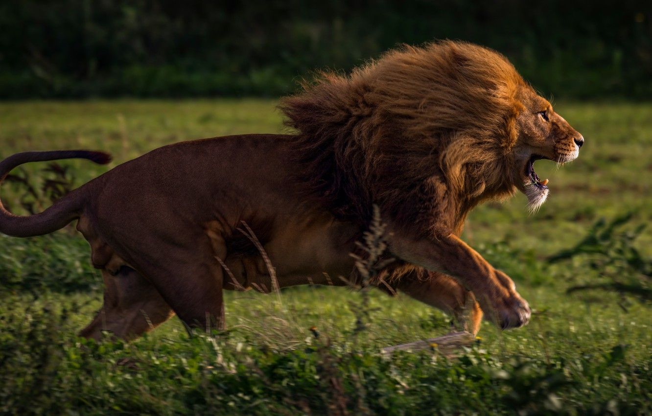 Leone ruggente in corsa, 1332x850 HD, Desktop