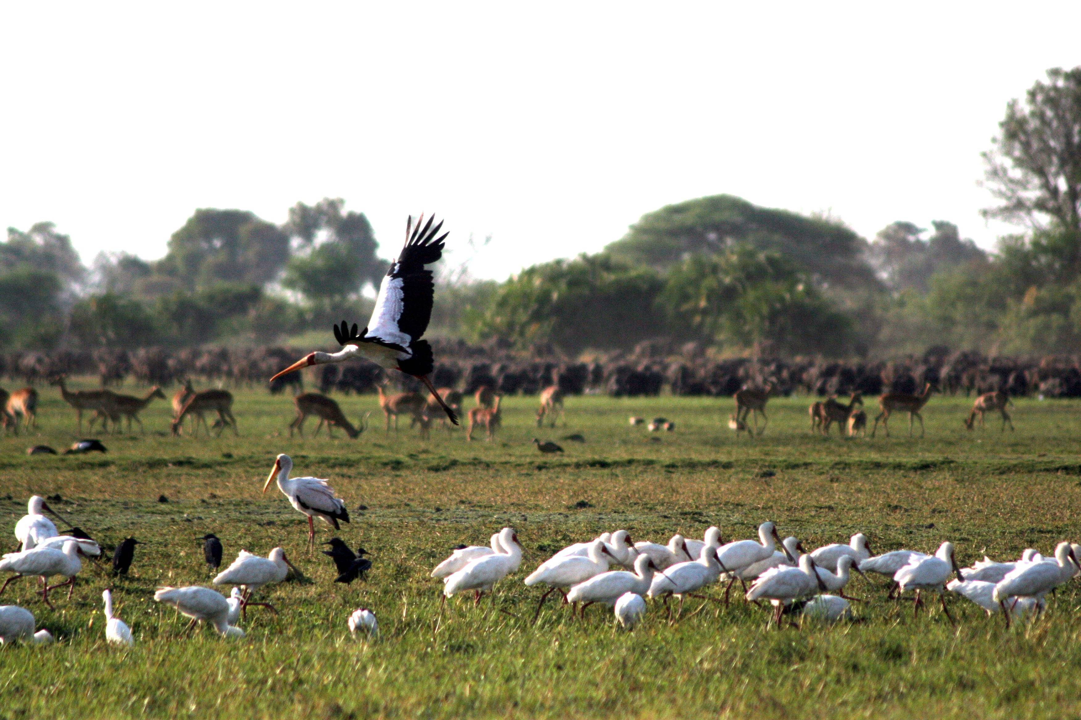Uccelli e bufali in savana, 3504x2336 WQXGA, Desktop