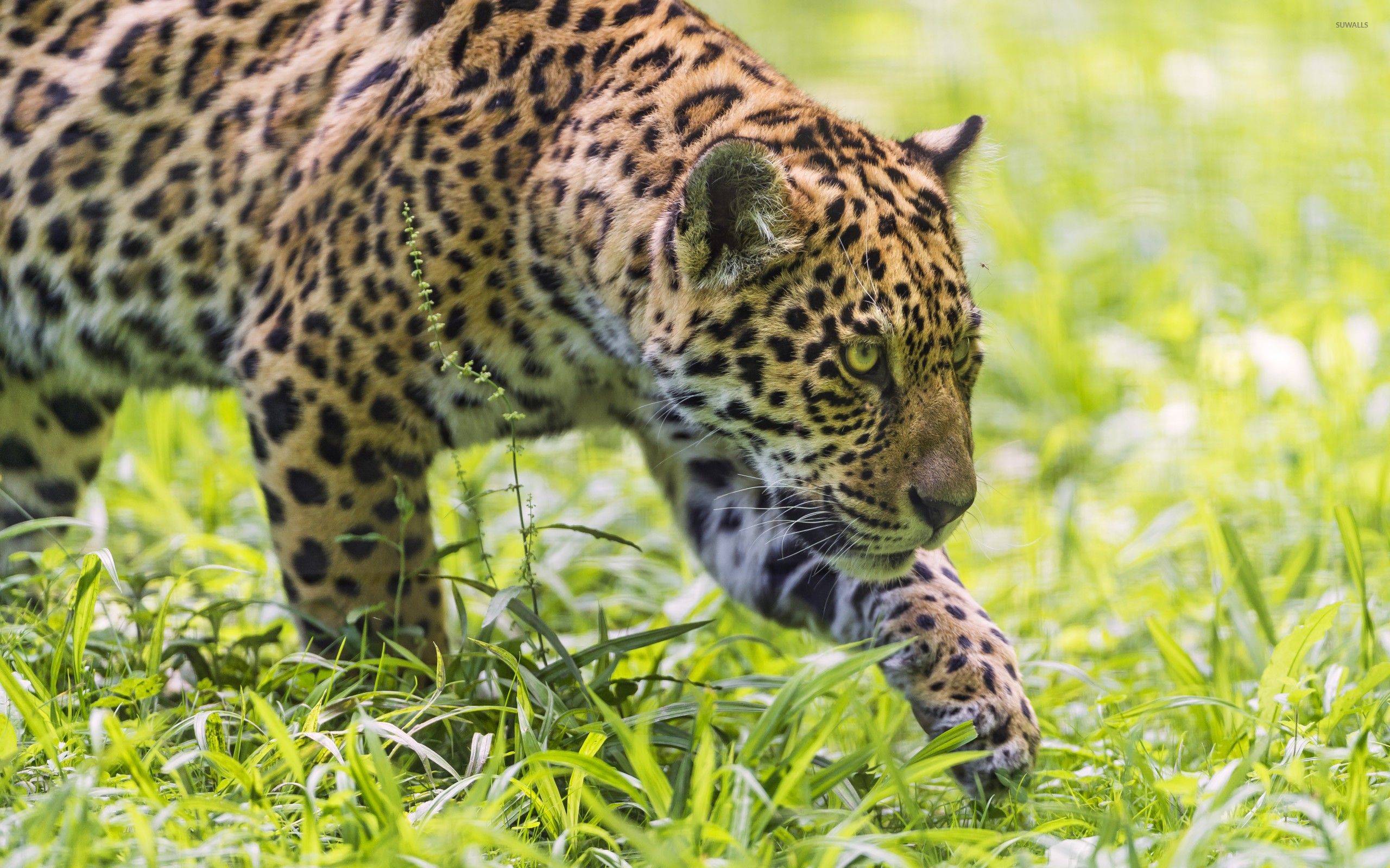 Giaguaro nell'erba verde, 2560x1600 2K, Desktop